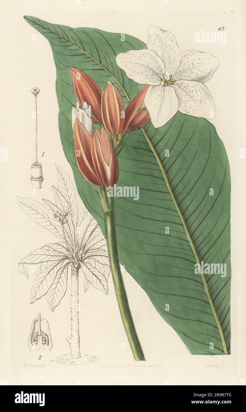 Brasilianischer Rotmantel, Erythrochiton brasiliensis. Von einer Pflanze, die auf Sion blühte, dem Sitz des Herzog von Northumberland. Handfarbene Prägung aus Copperplate von George Barclay nach einer botanischen Illustration von Sarah Drake vom Edwards' Botanical Register, Fortsetzung von John Lindley, veröffentlicht von James Ridgway, London, 1843. Stockfoto