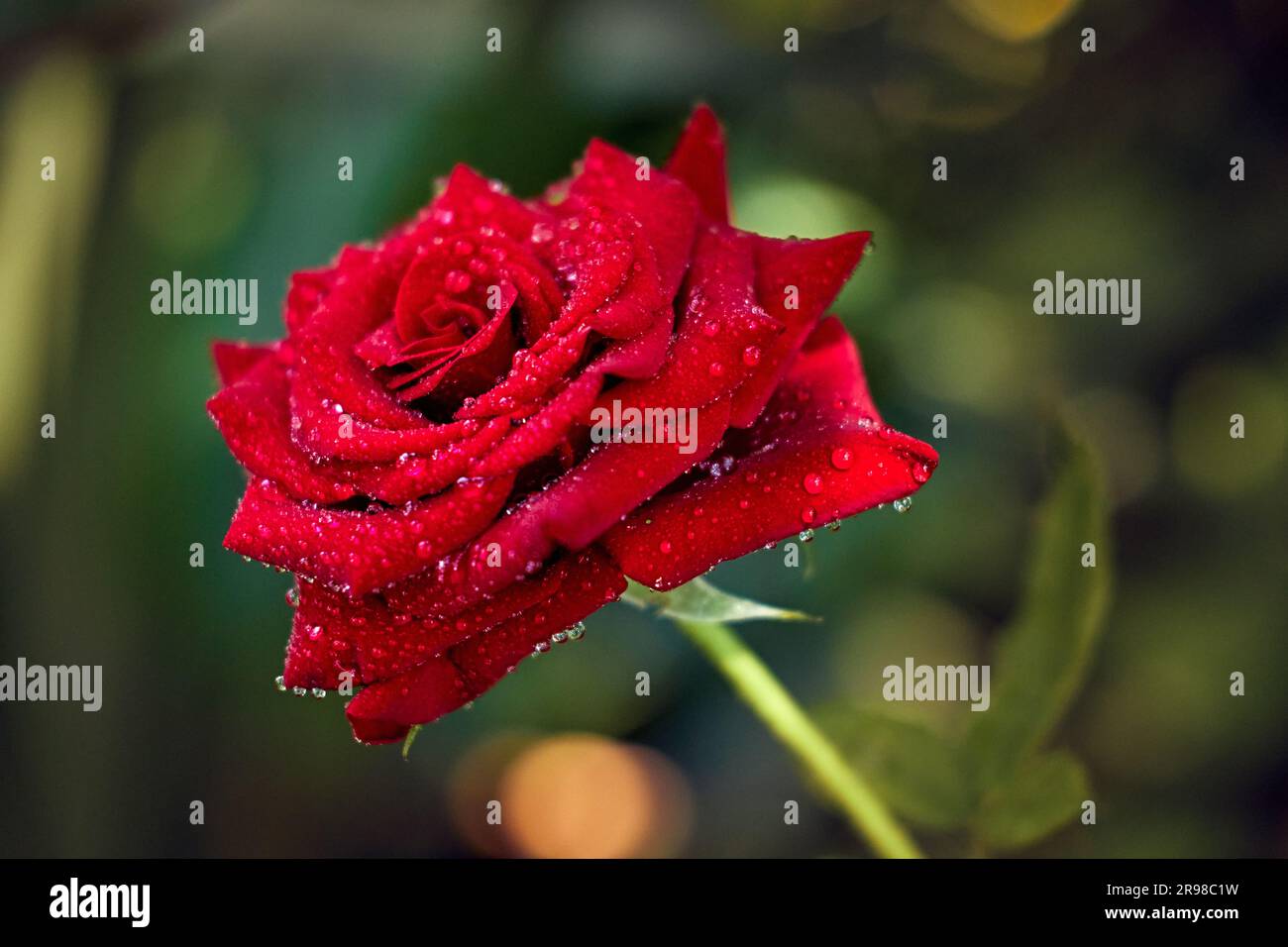 Der rote Hybrid-Tee stieg vor dem blauen Hintergrund grüner Blätter in der Sonne auf Stockfoto