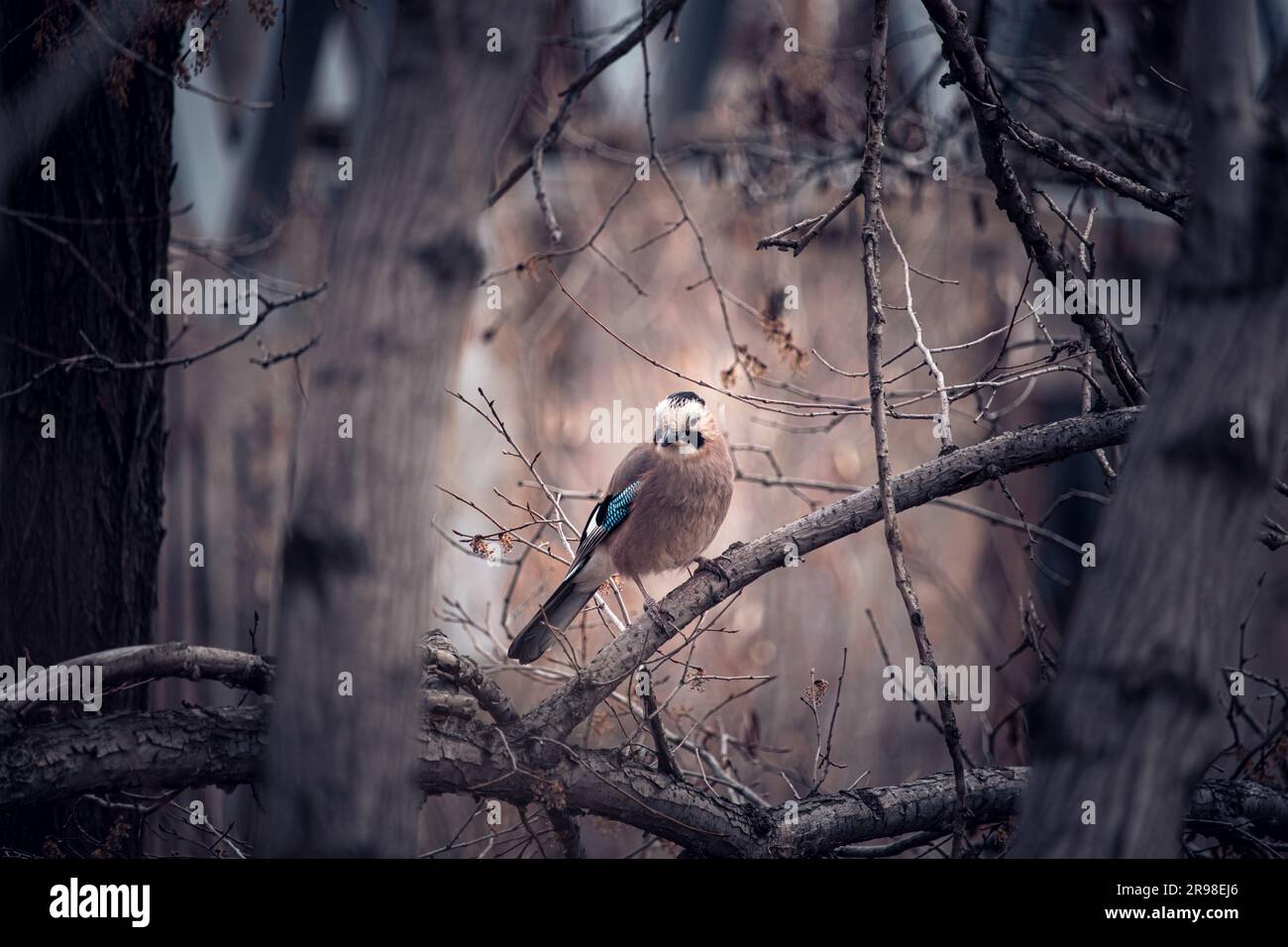 Ein eurasischer jay-Vogel auf einem toten Ast in einem unheimlichen Wald Stockfoto