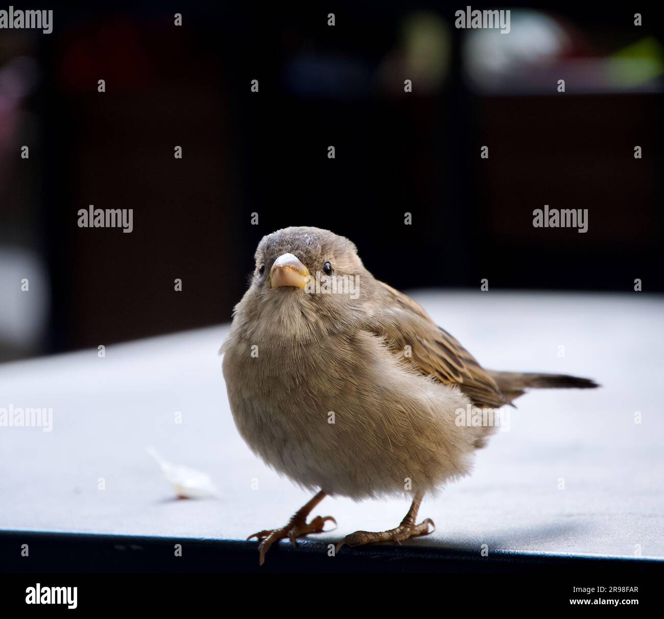 Ein kleiner Spatz, hoch oben auf dem Boden, mit verschwommenem Hintergrund Stockfoto