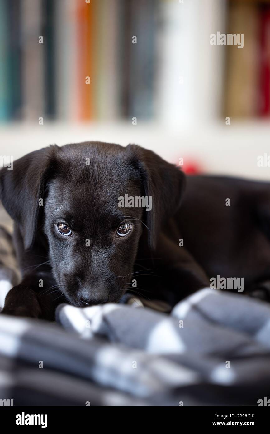 Porträt des süßen, unartigen, 11 Wochen alten, schwarzen Labrador Hündchens, der sich hinlegte und seine Decke in einem Wohnzimmer mit Kopierbereich kaute Stockfoto