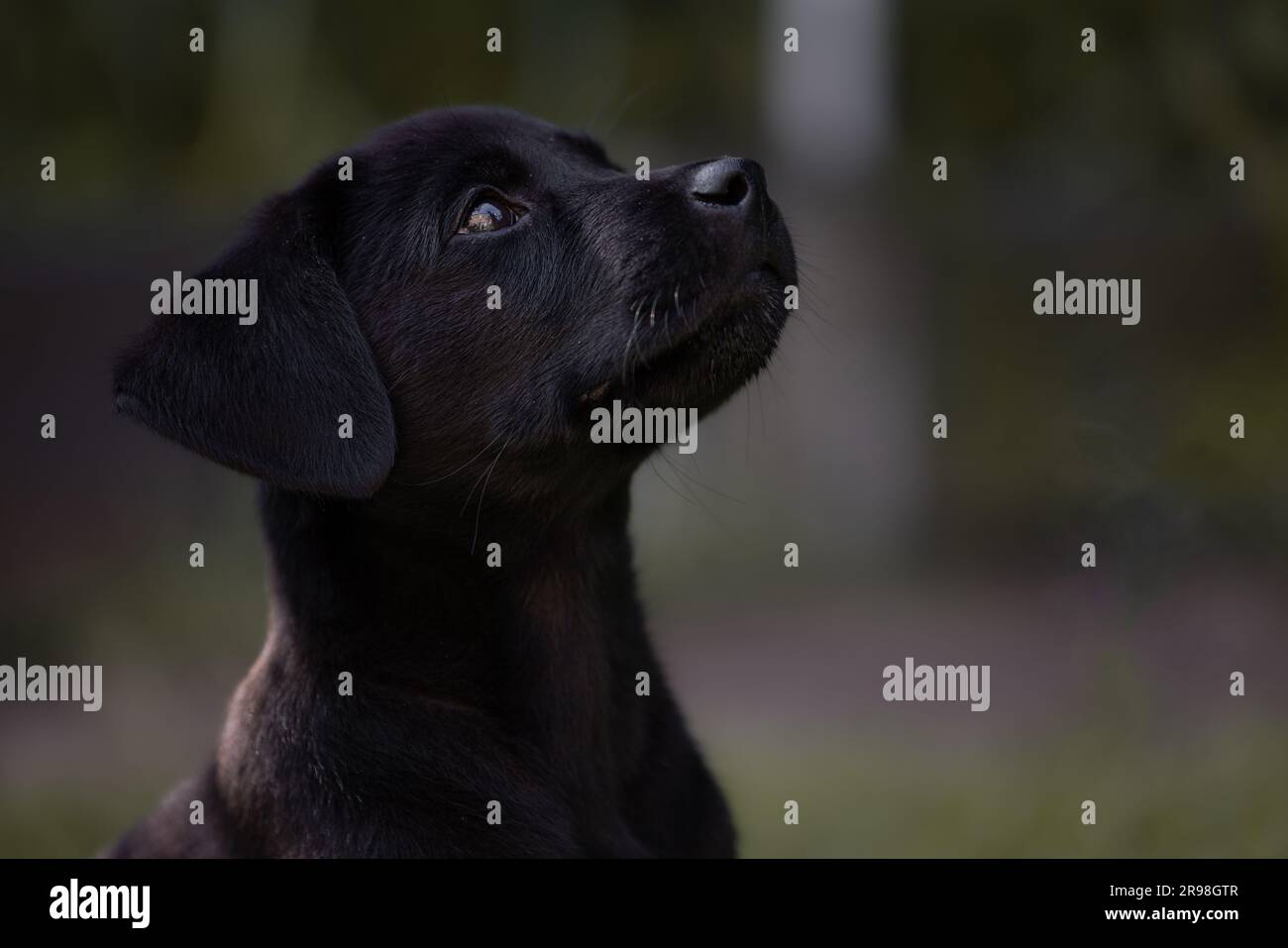 Seitliches Profilbild eines niedlichen, schwarzen Labrador Hündchens im Alter von 11 Wochen mit Bokeh-Hintergrund und Kopierbereich Stockfoto