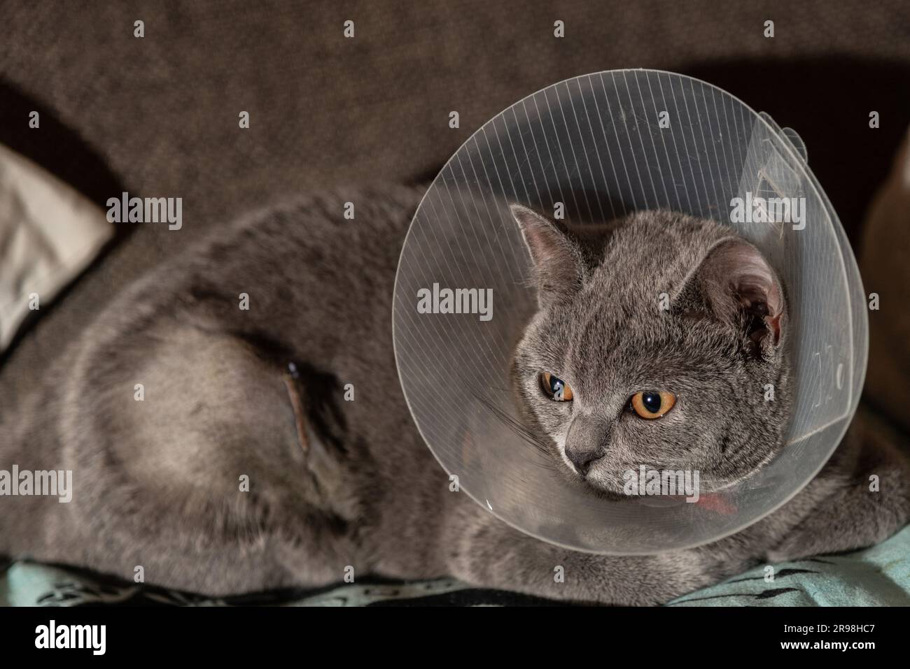 Britisches Kurzhaarkätzchen mit elisabethanischem Kragen, nach Spay-Operation Stockfoto