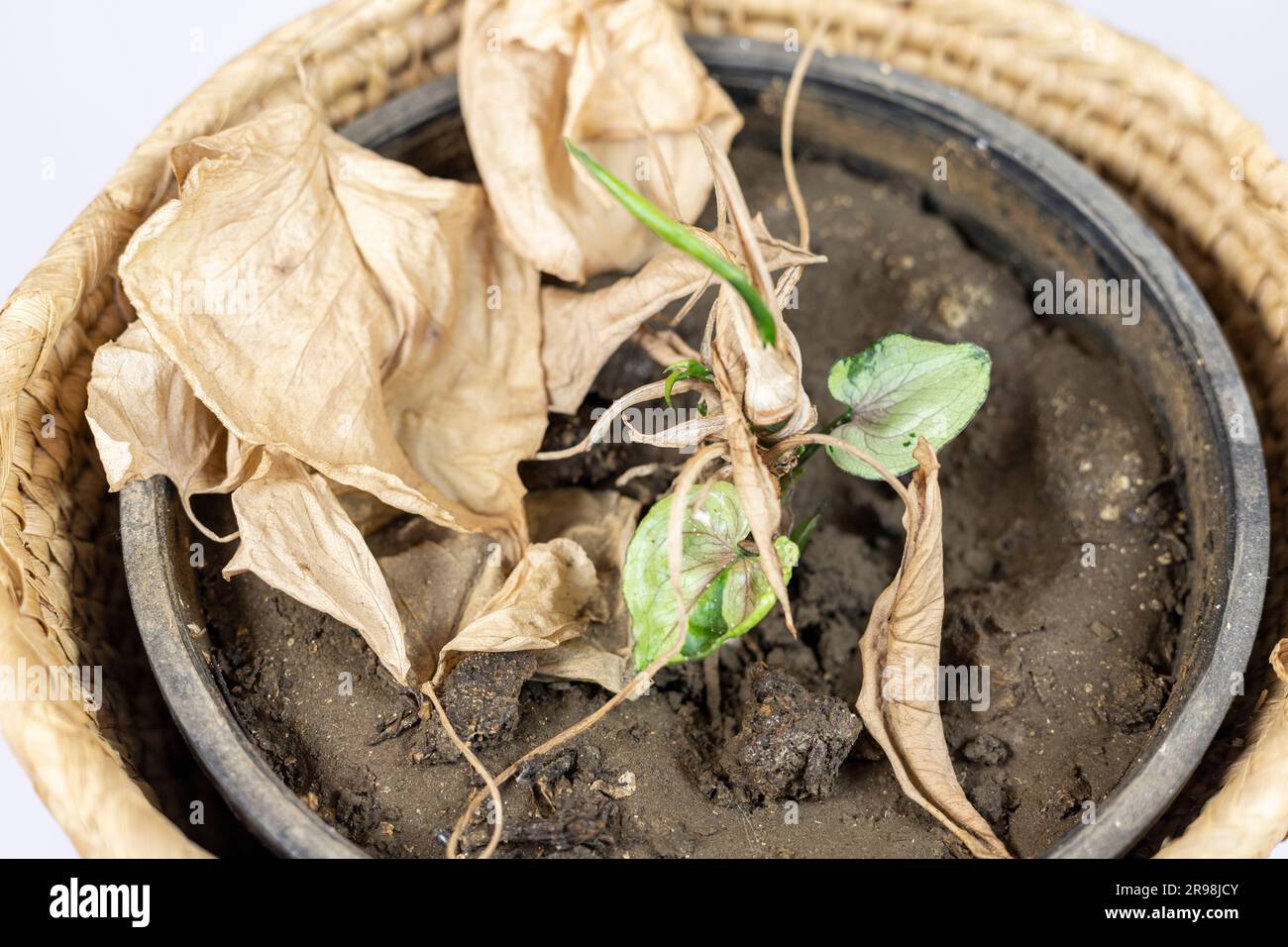 Syngonium, abgestorbene Pflanze, die nachwächst, erschießt neue Blätter, isoliert auf weißem Hintergrund. Stockfoto