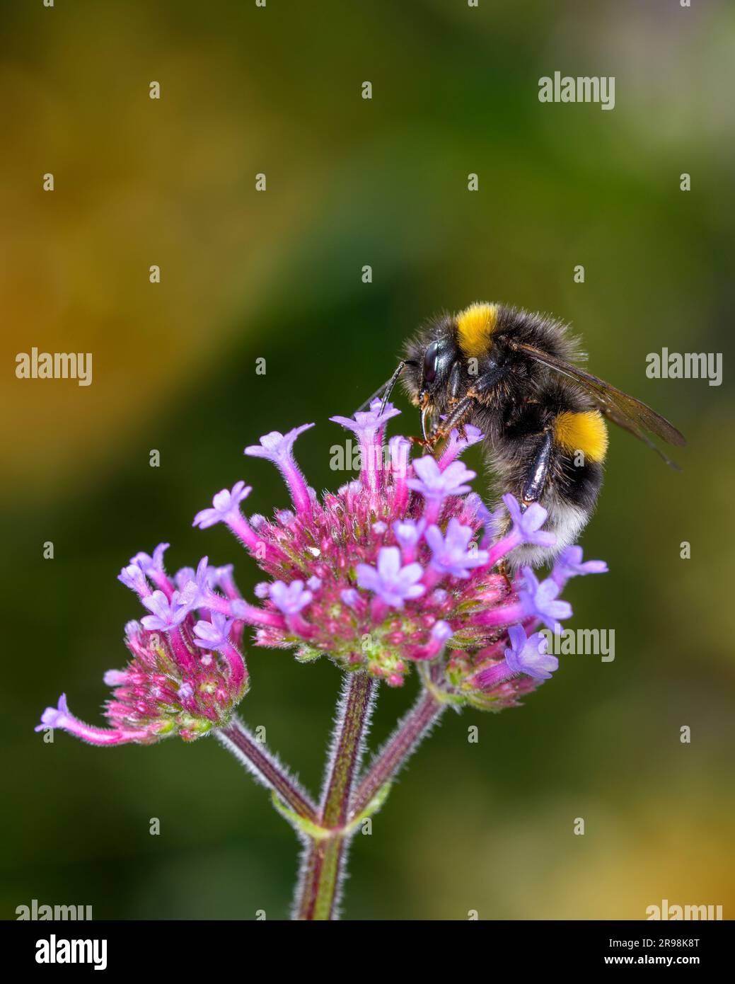 Große erdige Hummel - Bombus terrestris - ruht auf einer Blüte des Purpletop Eisenkraut - Verbena bonariensis Stockfoto
