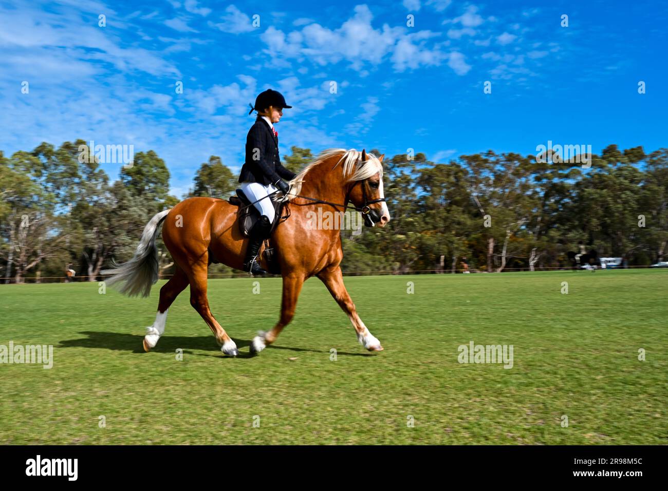 Die Kunst des Reitens und Trainings eines Pferdes auf eine Weise, die Gehorsam, Flexibilität und Gleichgewicht fördert. Stockfoto