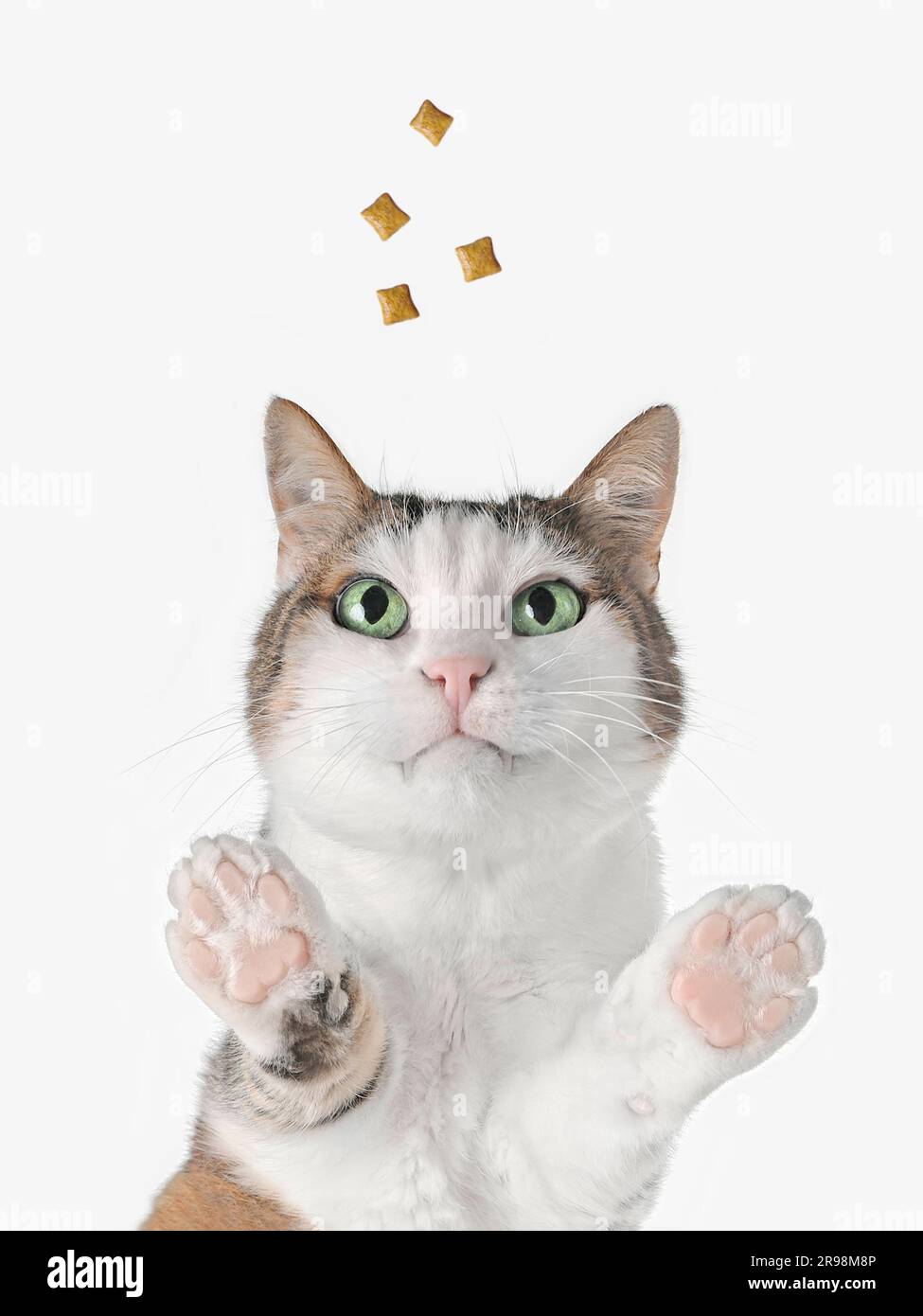 Komische Katze, die neugierig auf Belohnung ist. Unteransicht mit weißem Hintergrund. Stockfoto