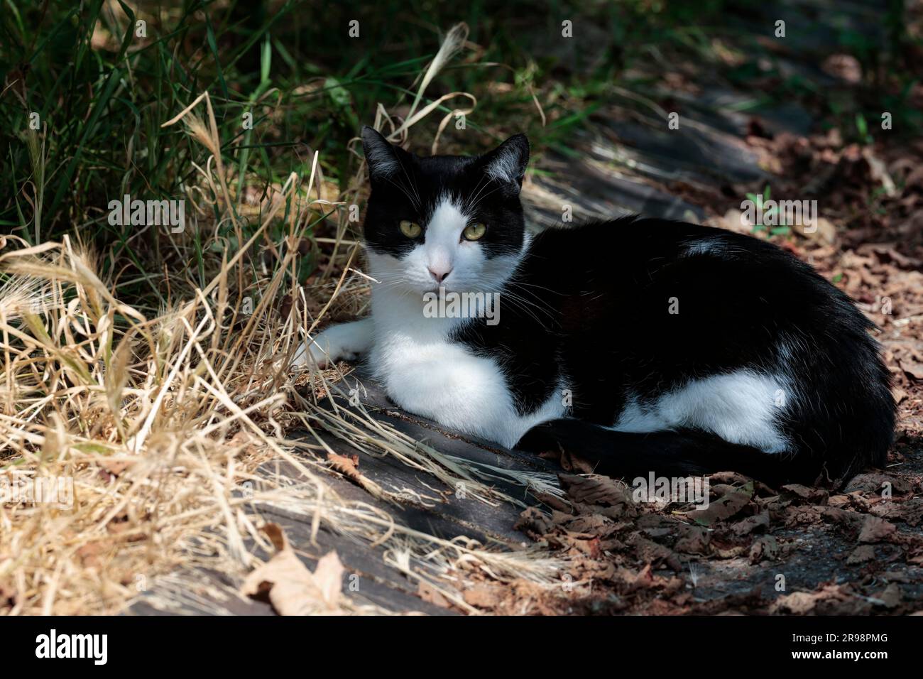 Schwarz-weiße Katze, die im Schatten unter Bäumen ruht, mit bernsteinfarbenen Augen, die auf die Kamera starrt, ein lokales, kostenloses Haustier an einem heißen Sommertag Stockfoto