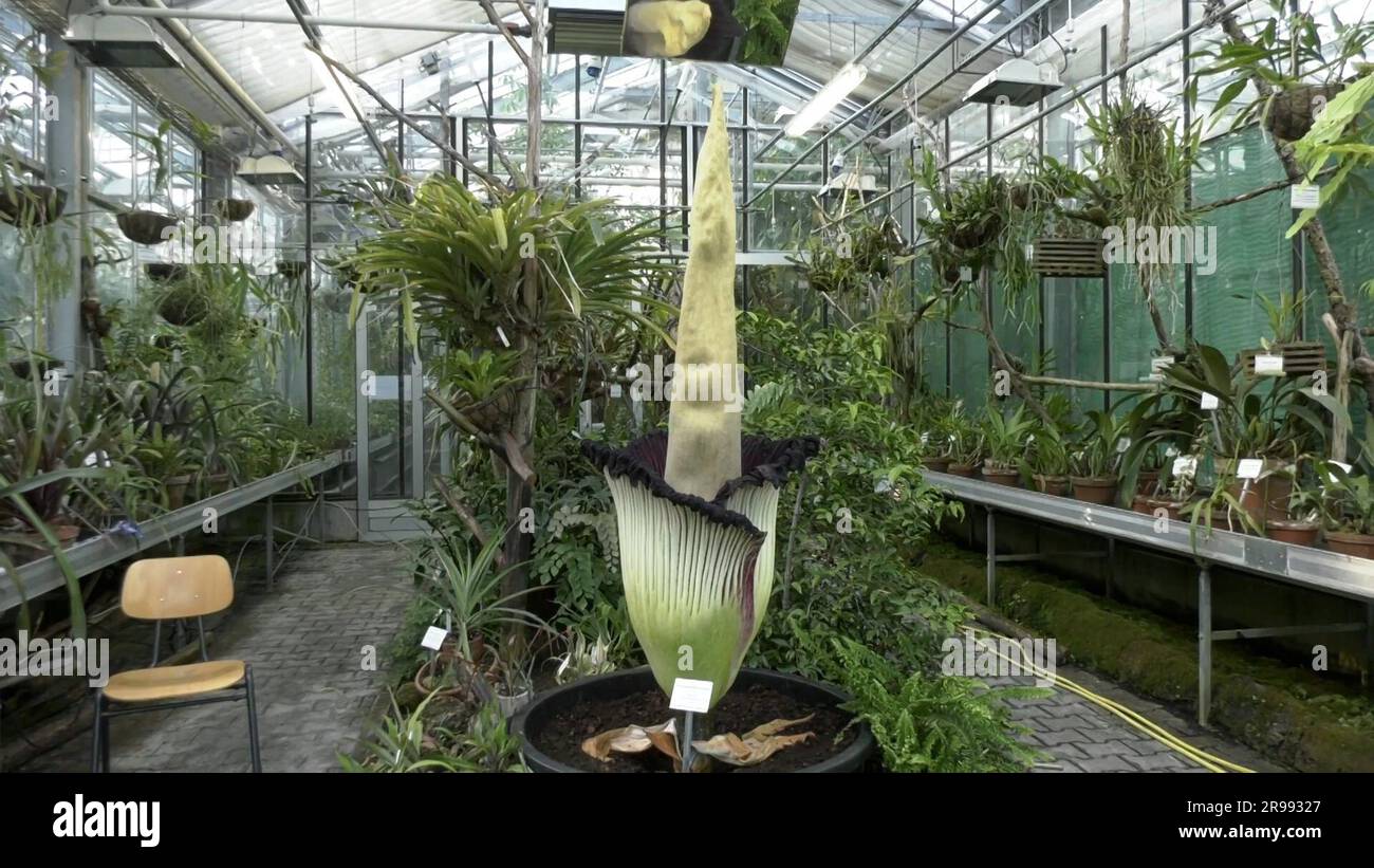 Hohenheim, Deutschland. 24. Juni 2023. Die Blume einer Titanwurzel öffnet sich in den Gärten der Universität Hohenheim (Screenshot aus Video). (An dpa 'Giant Flower Blooms at University of Hohenheim') Kredit: Marius Bulling/TNN/dpa/Alamy Live News Stockfoto
