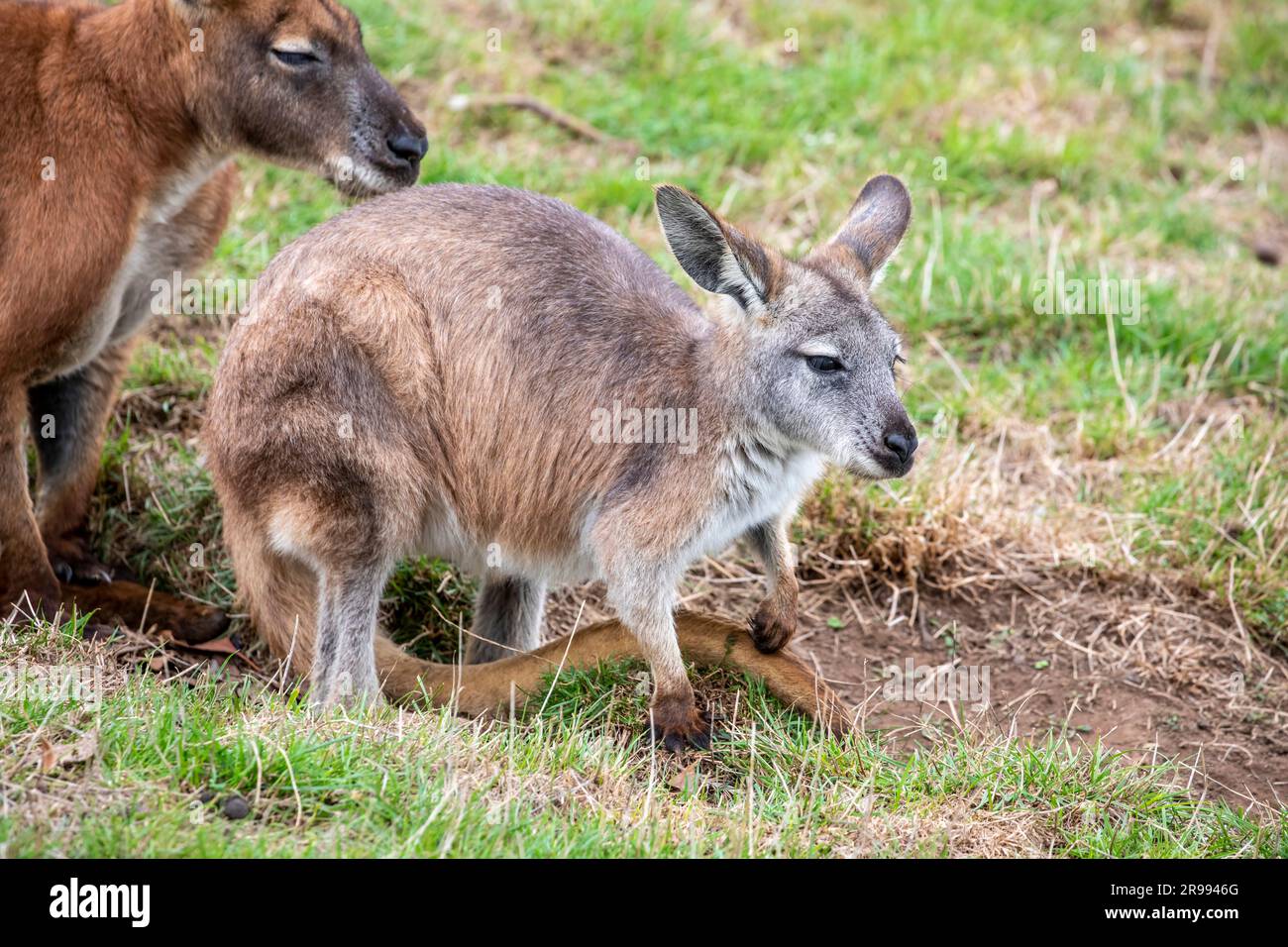 Das Rothalskännchen (Notamacropus rufogriseus) ist ein mittelgroßer Makropodenmarsupial (Wallaby), häufig bei gemäßigten und fruchtbaren Tieren Stockfoto