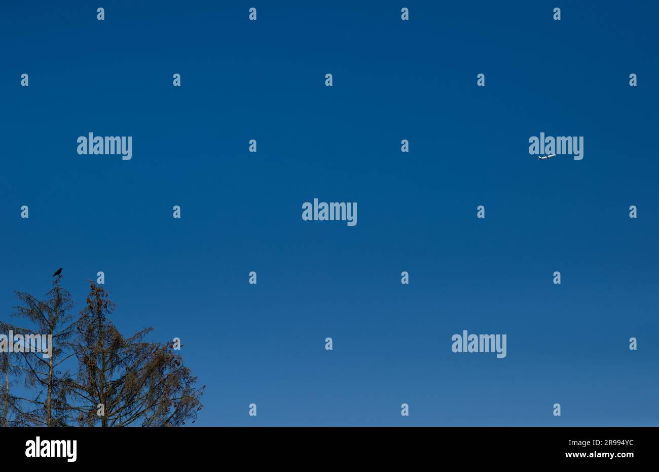 Eine Krähe oben auf einem Baum schaut auf ein Flugzeug in klarem blauen Himmel Stockfoto