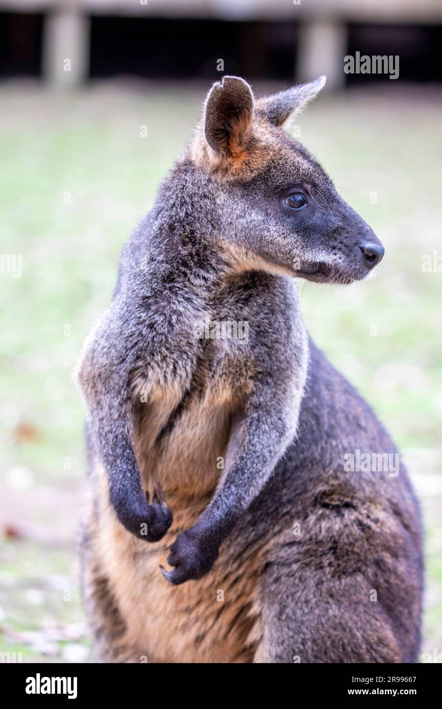 Das Sumpfwallaby (Wallabia bicolor) ist ein kleines Makropodenmarsupial von Ost-Australien. Die typische graue Schicht der Makropoden variierte Stockfoto