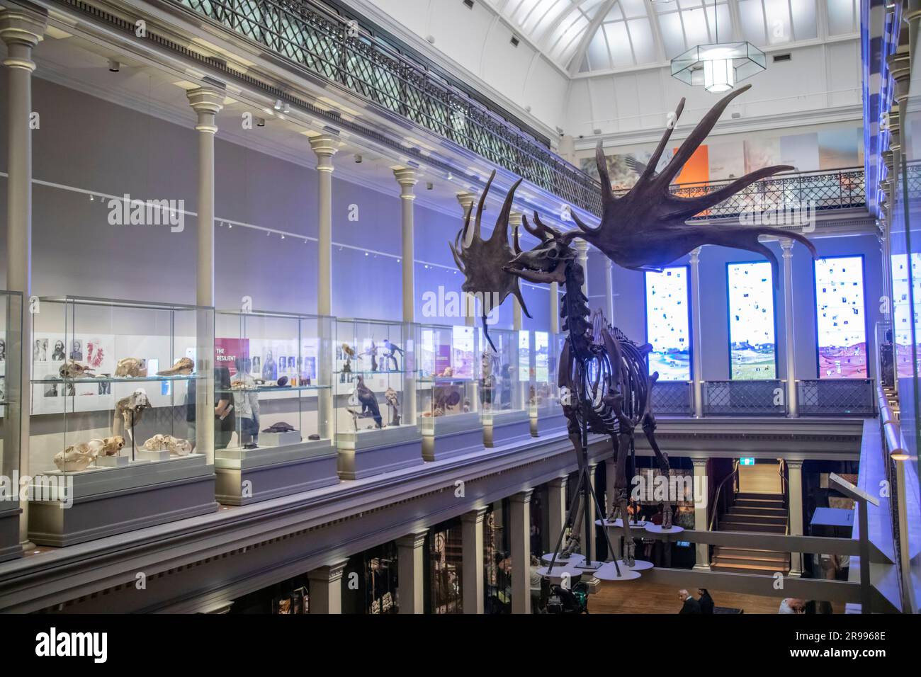 Das Skelett eines irischen Elchs in der Westpac Long Gallery im Australischen Museum. Es wird für die Ausstellung „200 Schätze“ und „Vögel Australiens“ verwendet. Stockfoto