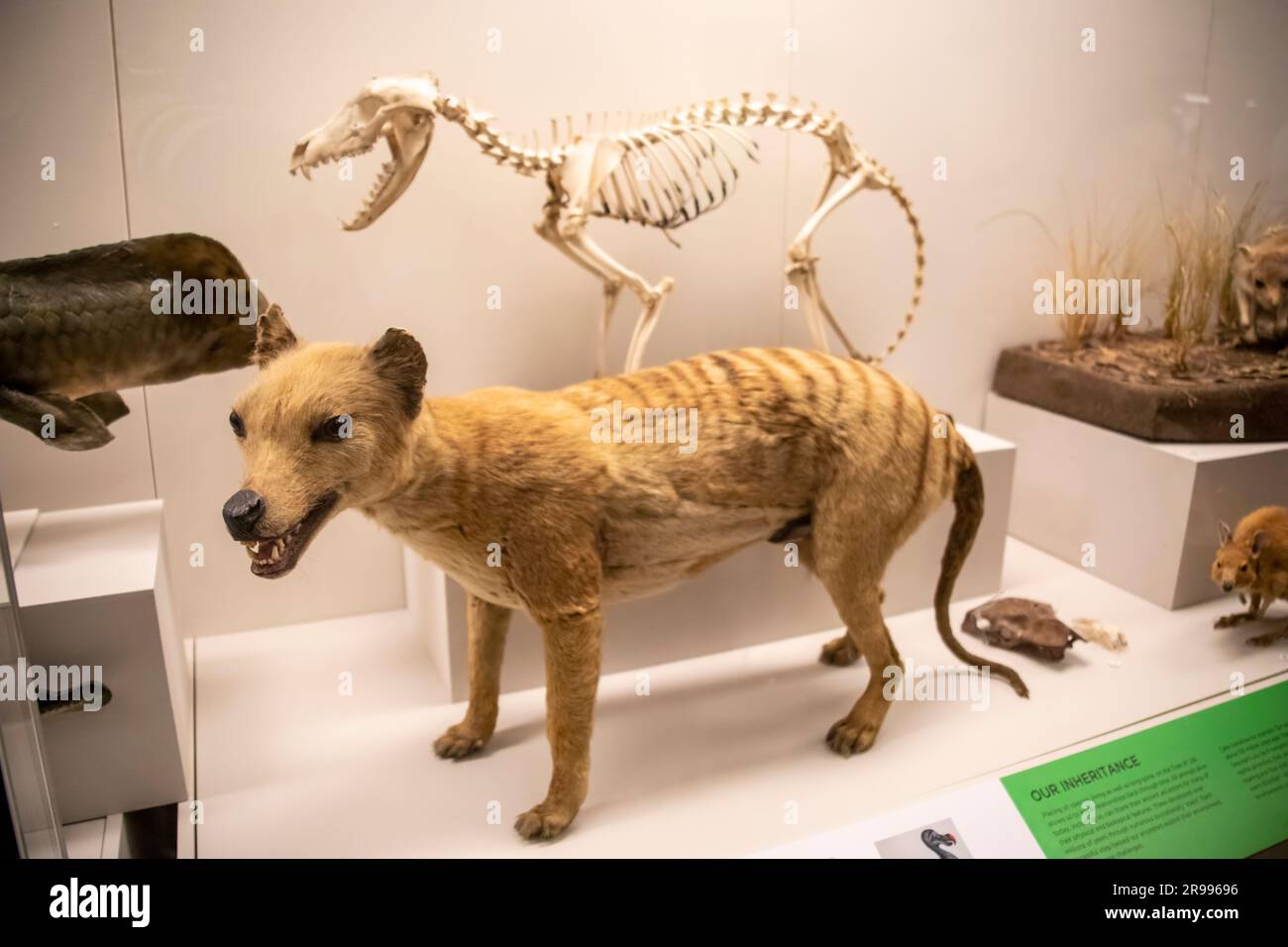 Sydney Australia 26. März 2023: Das Thylacine-(Thylacinus cynocephalus-)Präparat und Skelett im australischen Musuem. Stockfoto