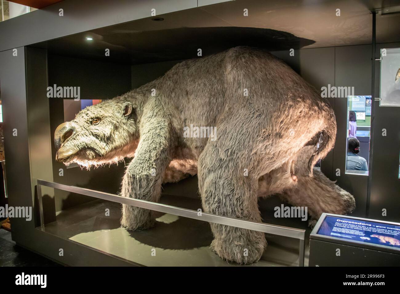 Das Modell des Riesenmarsupials (Diprotodon optatum) im Australischen Museum. Das größte bekannte Beuteltier, das je gelebt hat. Stockfoto