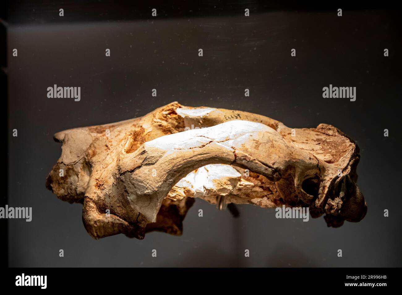 Der Pouch-Löwe (Thylacoleo carnifex)-Schädel aus Wellington Caves in Australian Musuem. Eine ausgestorbene Gattung fleischfressender Beuteltiere. Stockfoto