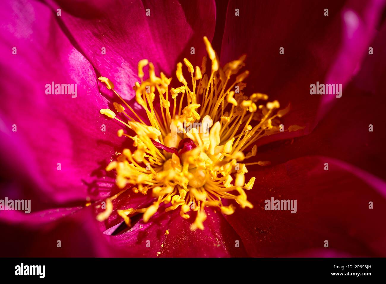 Nahaufnahme der rosa Blüte mit gelben Stäben der gewöhnlichen Pfingstrose im Sonnenlicht Stockfoto