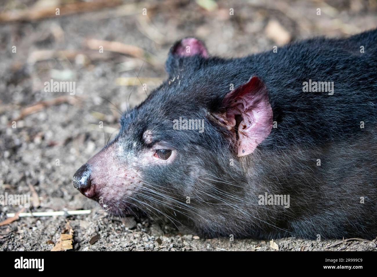 Das Nahbild des Tasmanischen Teufels (Sarcophilus harrisii). Es war einst auf dem australischen Festland heimisch und ist jetzt nur noch auf der Insel in freier Wildbahn zu finden Stockfoto