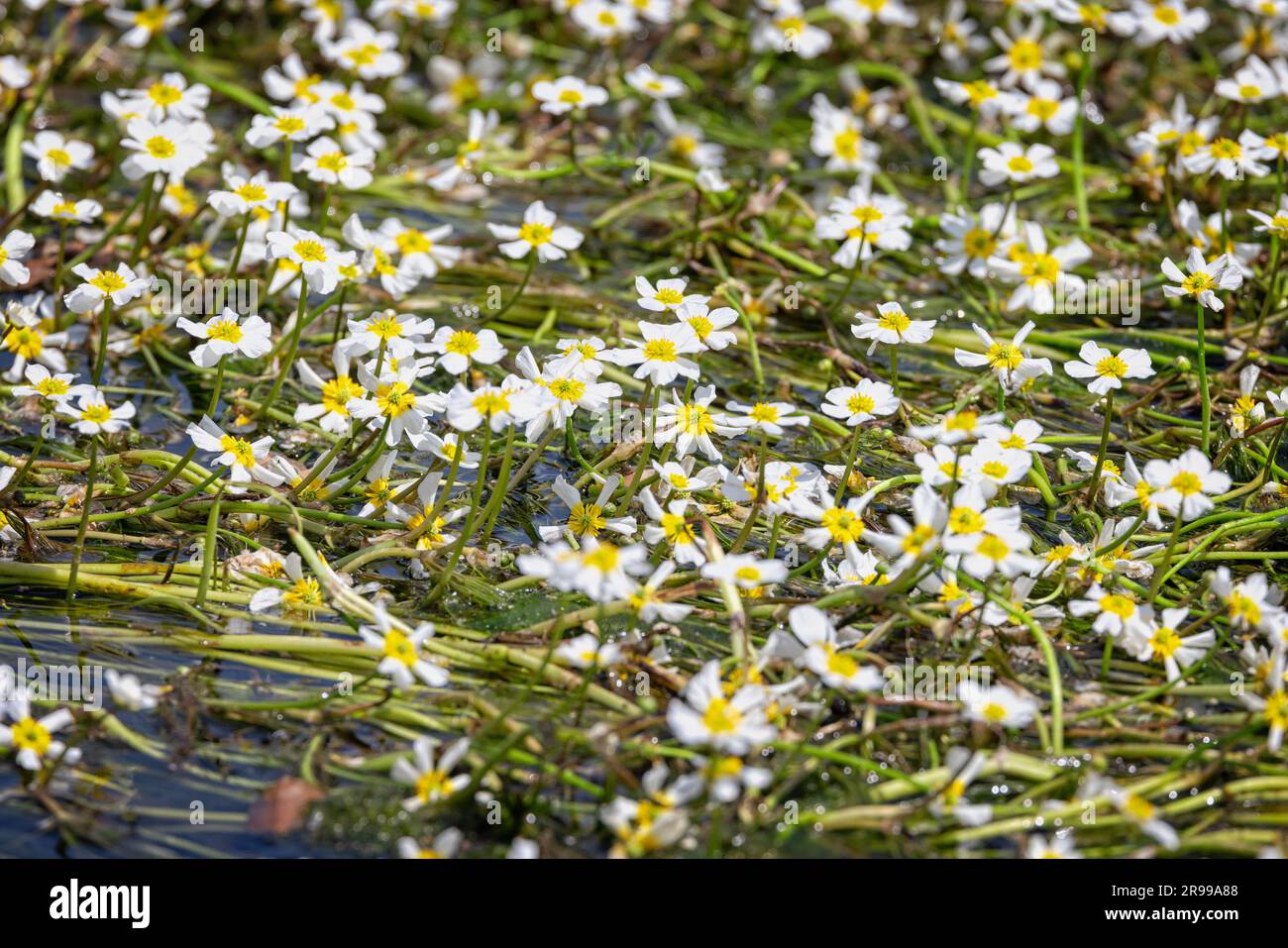 Matte aus wilden Wahitenblüten auf der Wasseroberfläche des Flusses Avon in salisbury, Wiltshire, Großbritannien Stockfoto