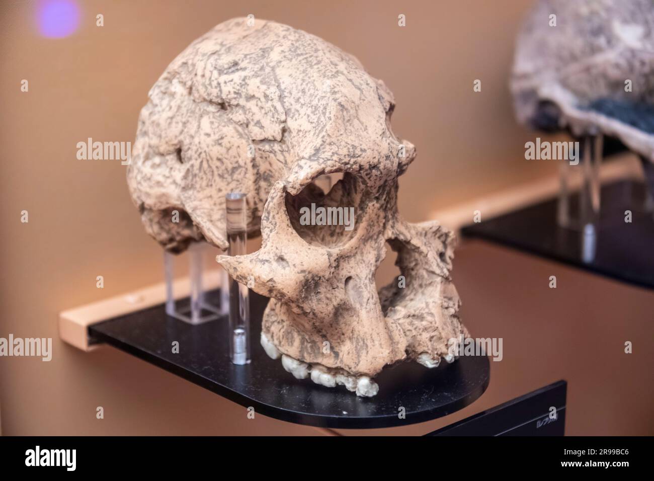 Der STS 71 (Australopithecus africanus) in der Globalgalerie National Museum of Nature and Science. Es wurde in Sterkfontein, Südafrika, von entdeckt Stockfoto