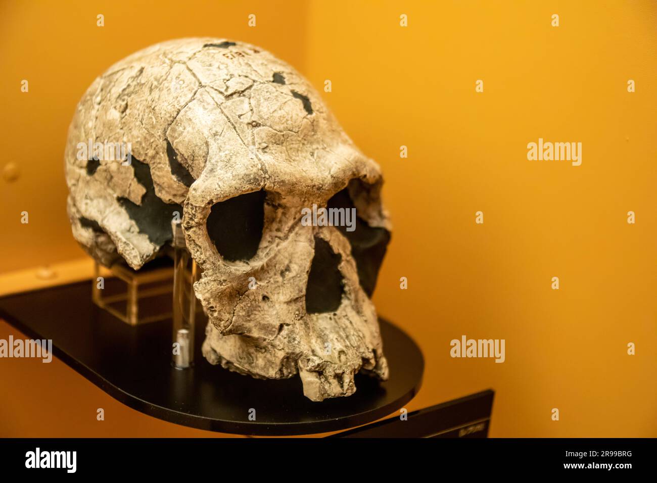 Die Replikat basiert auf dem Exemplar KNM-er 1813 (Homo habilis), 1973 Kenia, Koobi Fora, in der globalen Galerie National Museum of Nature and Science. Stockfoto