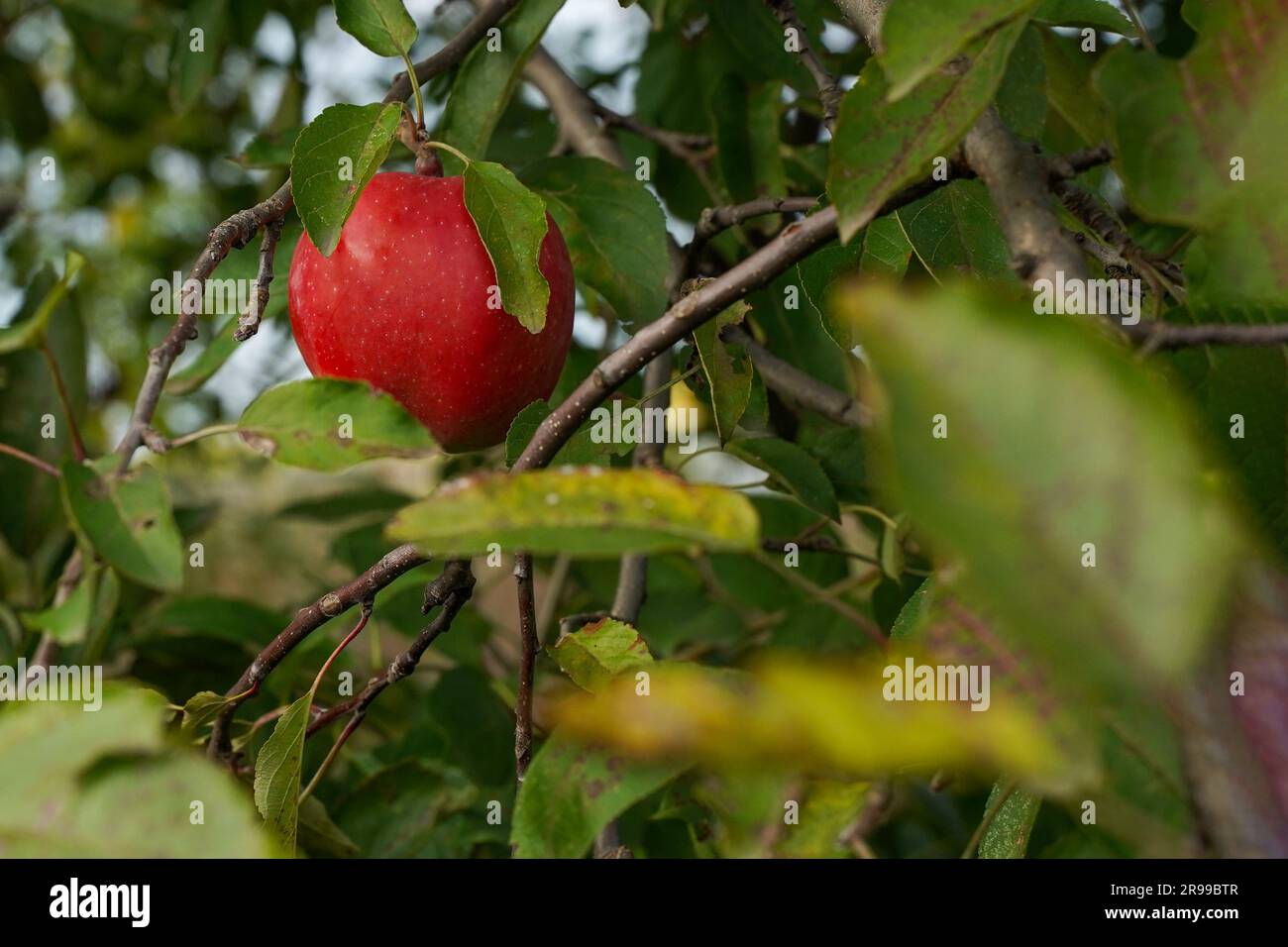 Ein einsamer roter, reifer Apfel hängt an einem Ast. Stockfoto