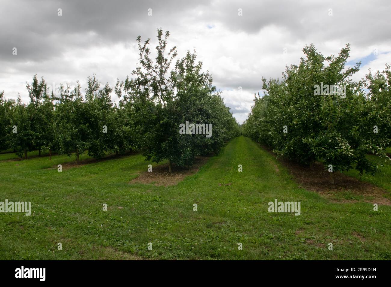 Cidre Orchard im Wye Valley in Byford, Herefordshire, England Stockfoto