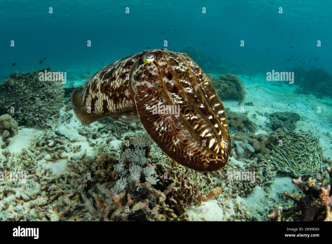 Ein Broadclub Tintenfisch, Sepia latimanus, schwebt über einem Korallenriff im Komodo-Nationalpark, Indonesien. Dieser Cephalopod ist hervorragend im Farbwechsel. Stockfoto