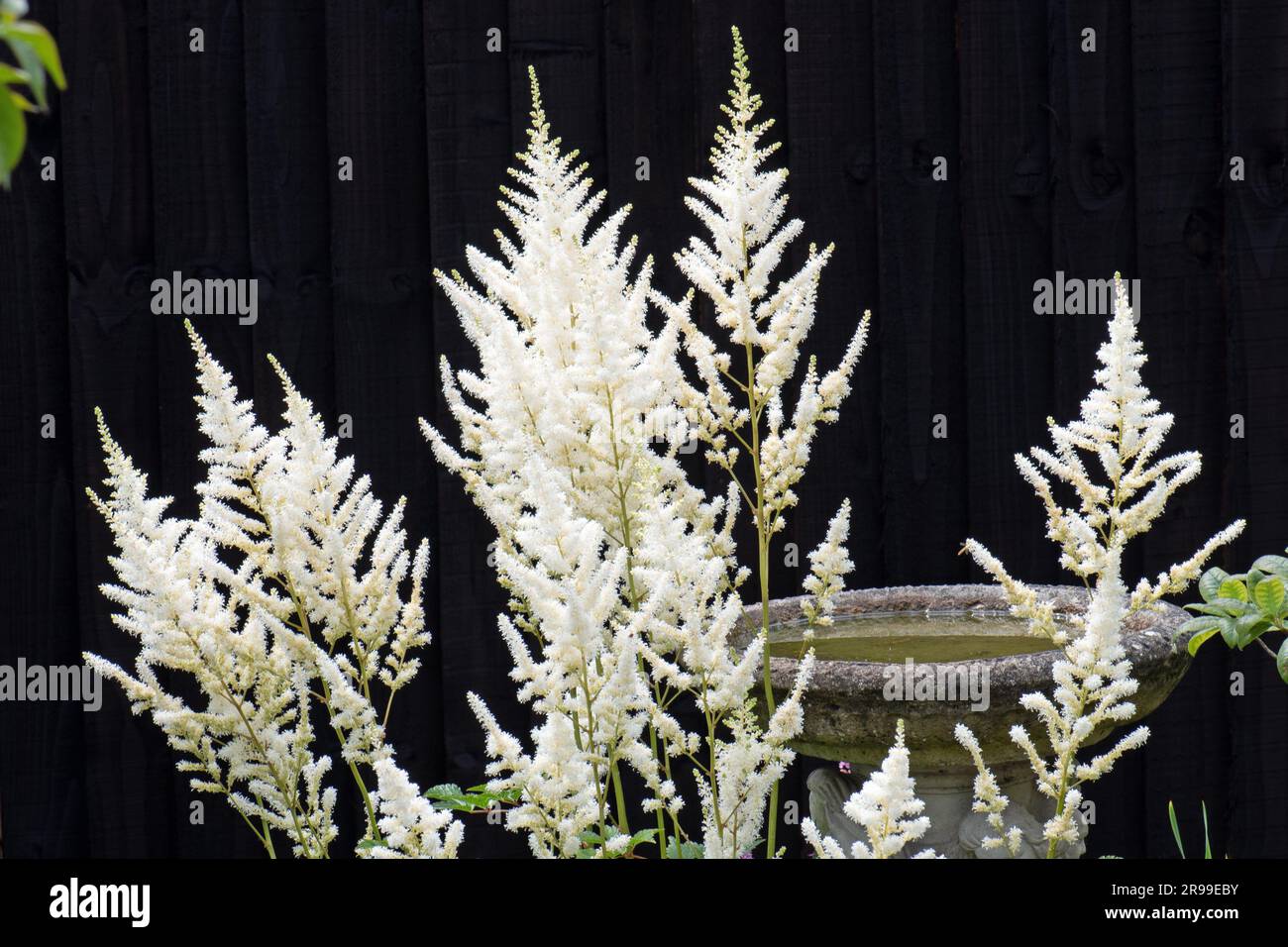 Die weiche Astilbe blüht im Tupfenschatten Stockfoto