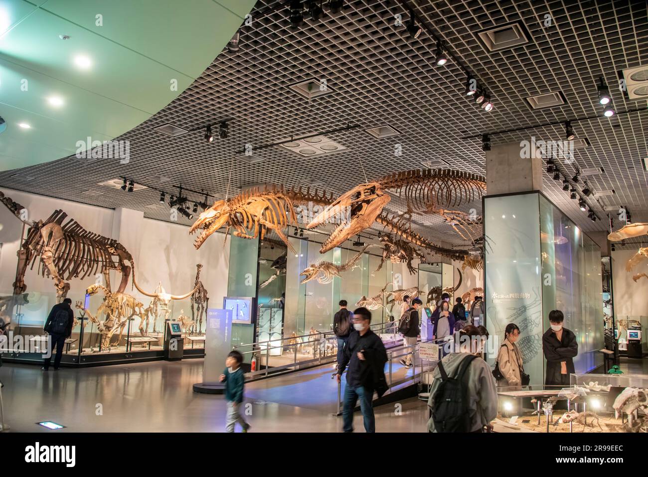 Die Ausstellung „Evolution of life – from the Earth’s Origin Through Human Existence“ im National Museum of Nature and Science. Stockfoto