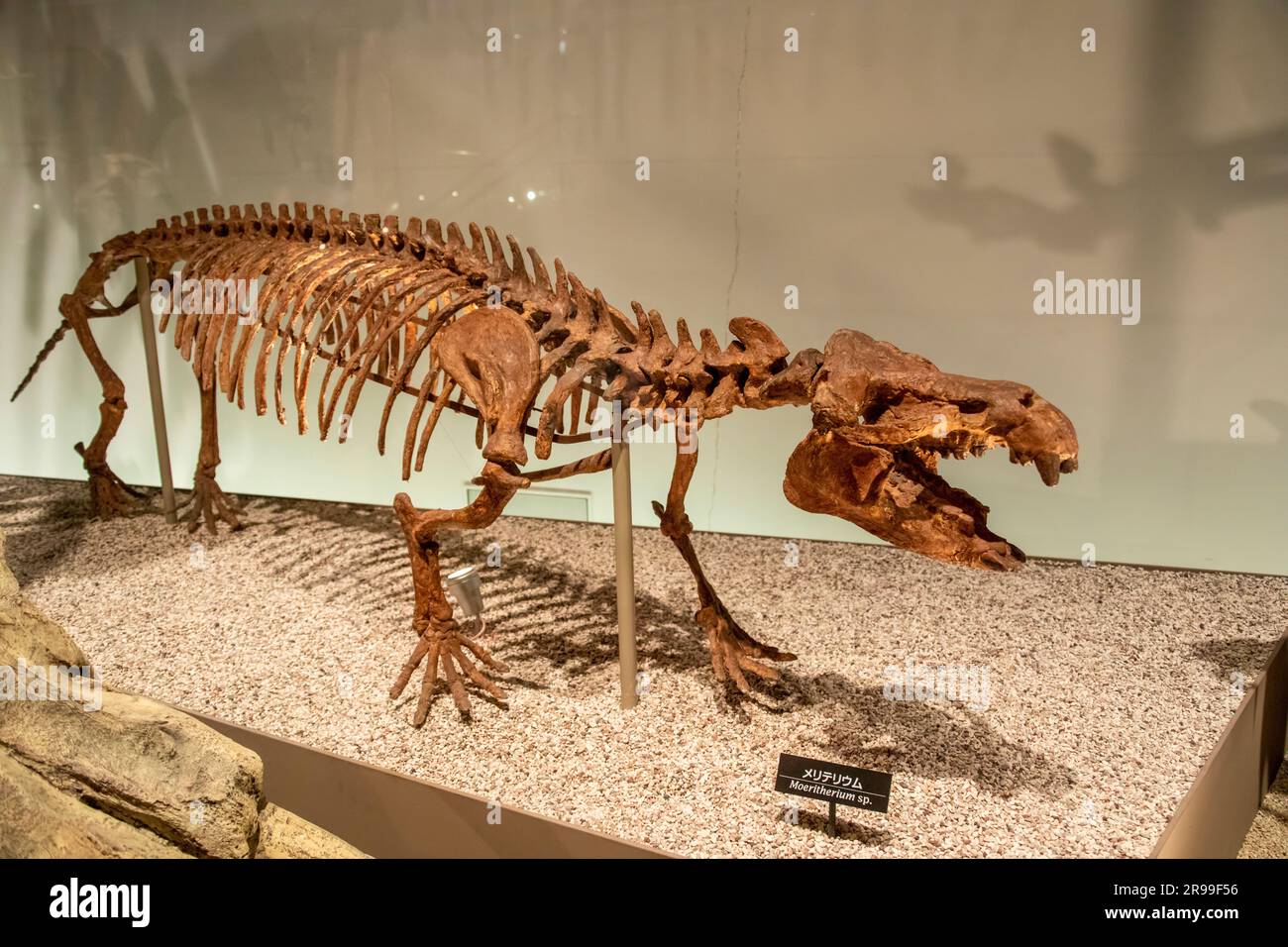 Das Moeritherium („die Bestie vom Moerissee“) in der globalen Galerie National Museum of Nature and Science. Eine ausgestorbene Gattung primitiver Proboscideane Stockfoto