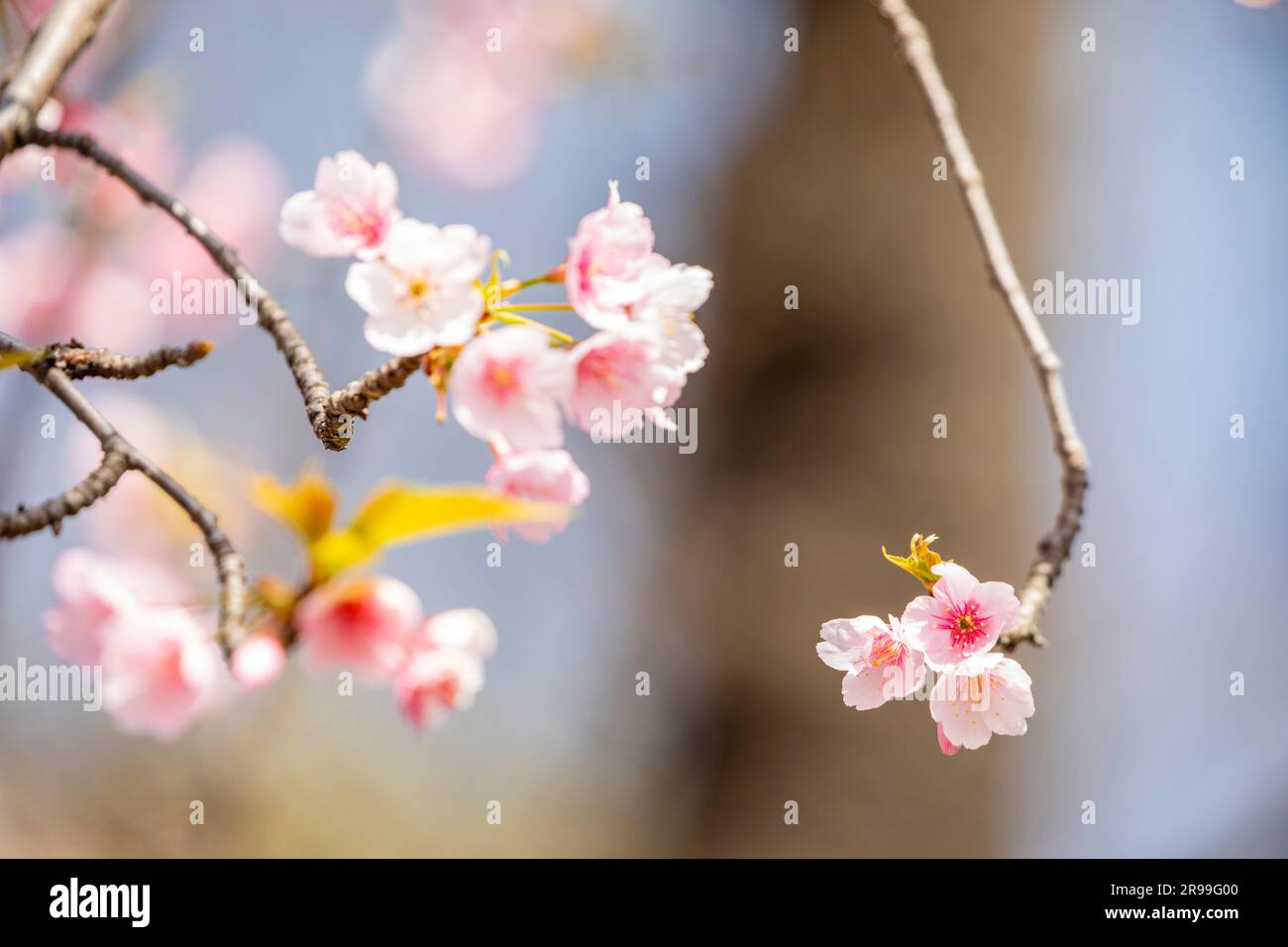 Das Nahbild der Kirschblüte im Ueno-Park von Tokio, Japan. Heimat von über 1000 Kirschbäumen. Stockfoto