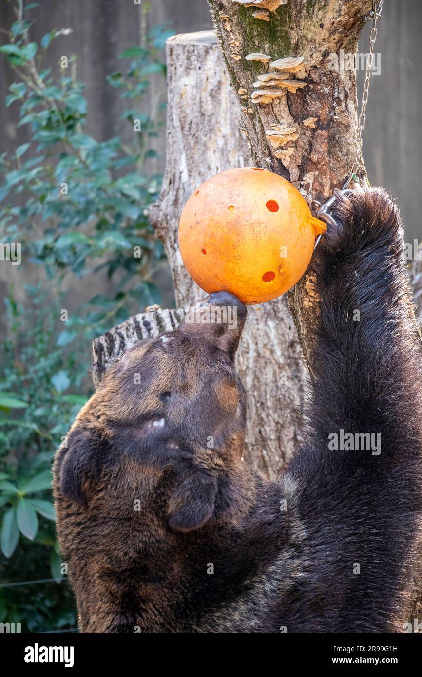 Ein Ussuri-Braunbär (Ursus arctos lasiotus) nimmt Nahrung aus dem Behälter mit Kugelspitze. Das ist eine Art Anreicherung im Zoo von Ueno Stockfoto