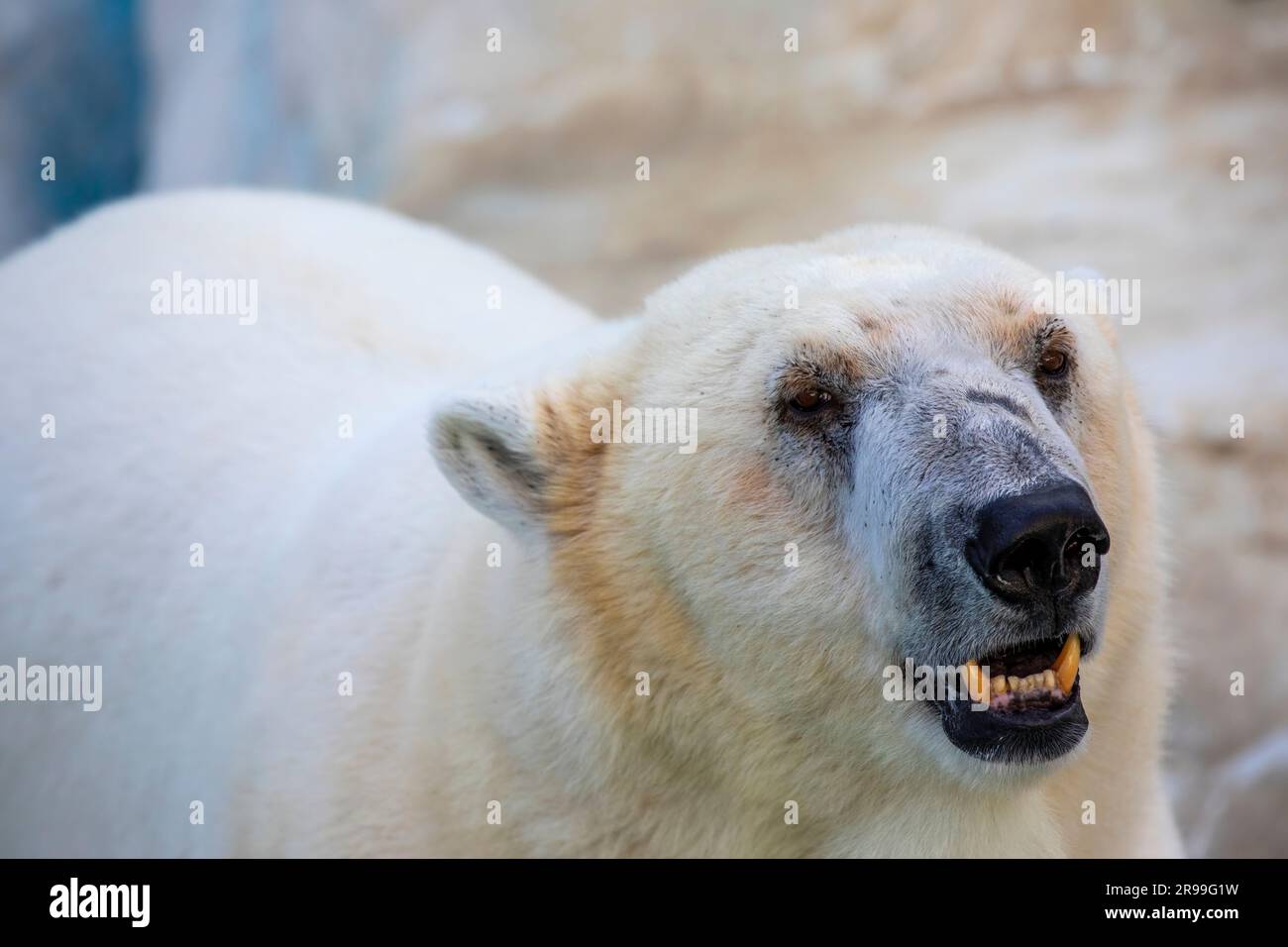 Der Eisbär (Ursus maritimus) ist ein hyperkarnivorer Bär, dessen einheimischer Bestand größtenteils innerhalb des Polarkreises liegt, der den Arktischen Ozean umfasst. Stockfoto