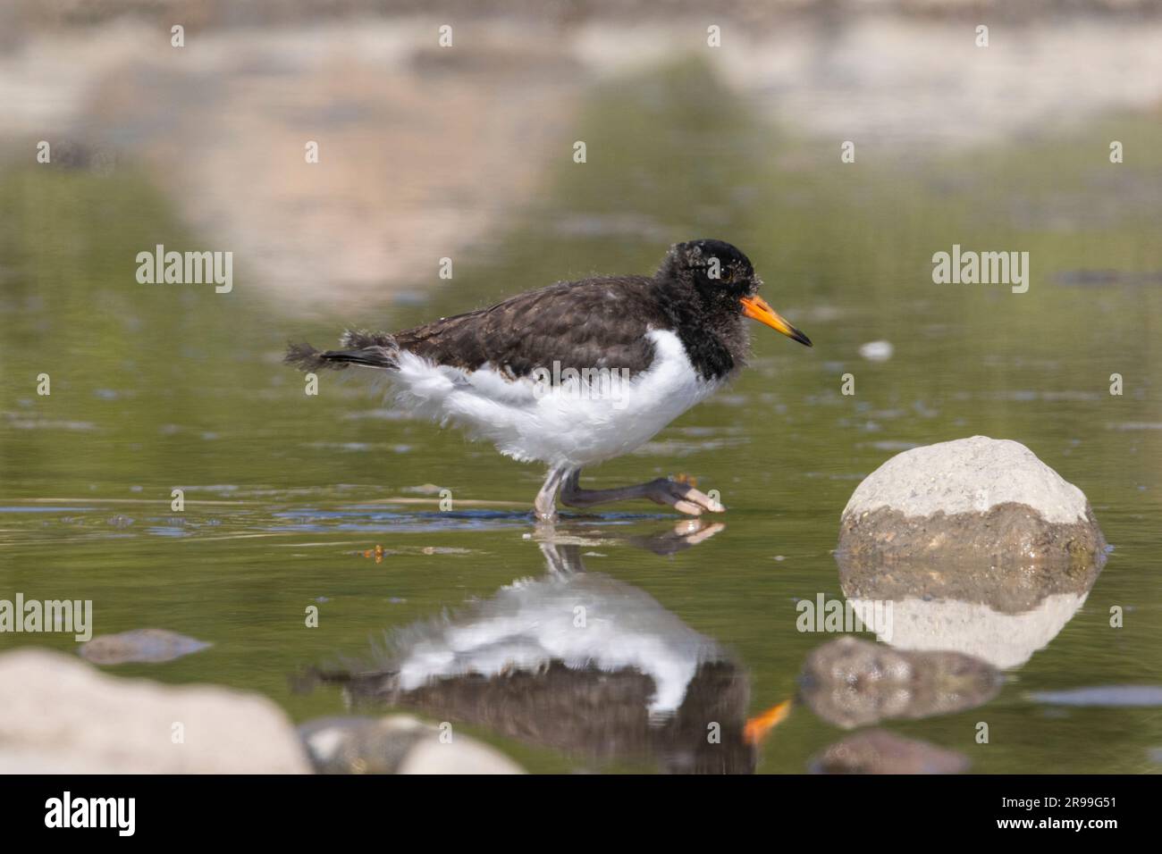 Austernfischer (Haematopus ostralegus) Stockfoto