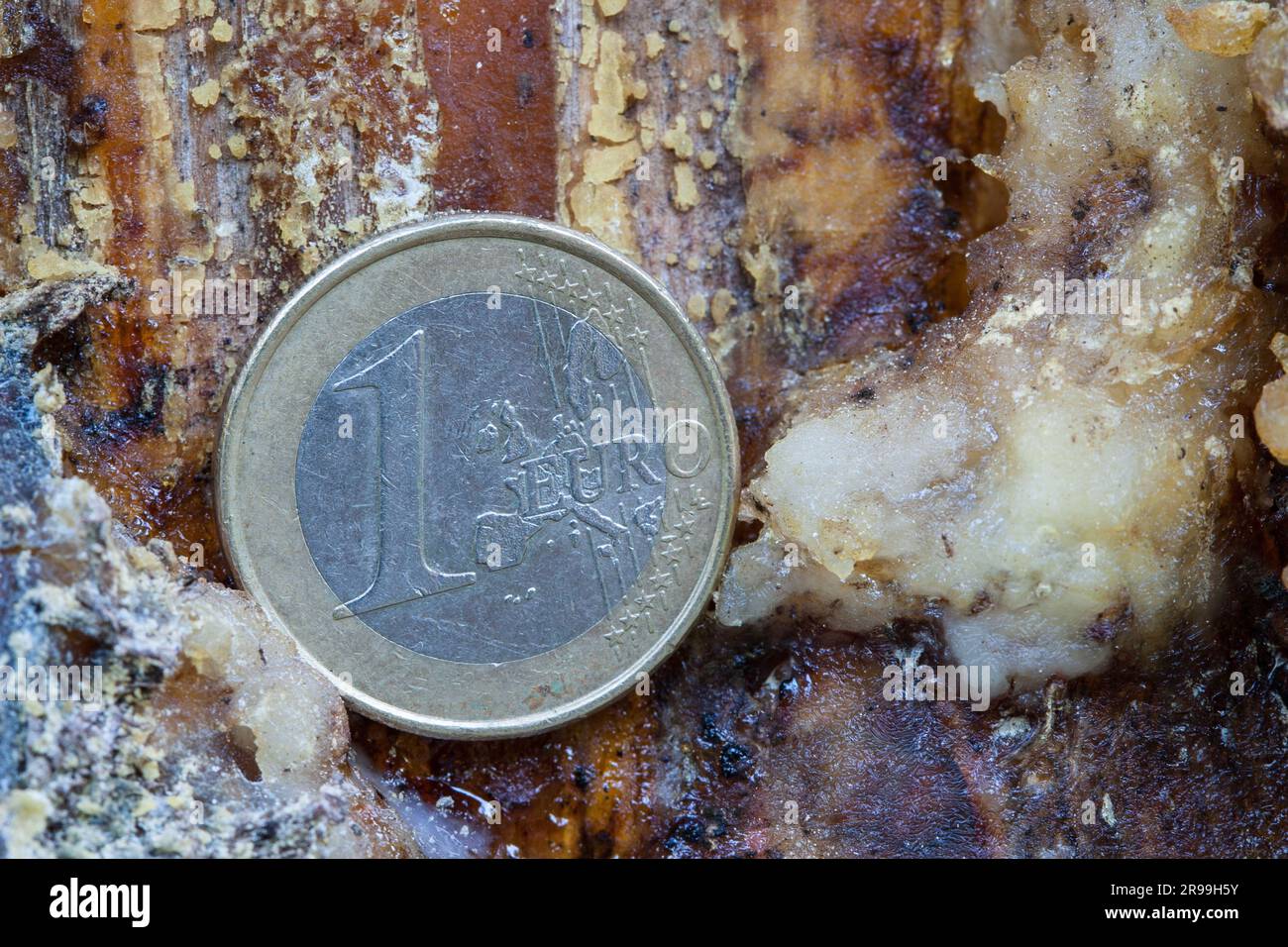 Euro-Münze auf einem beschädigten Baumstamm. Stockfoto