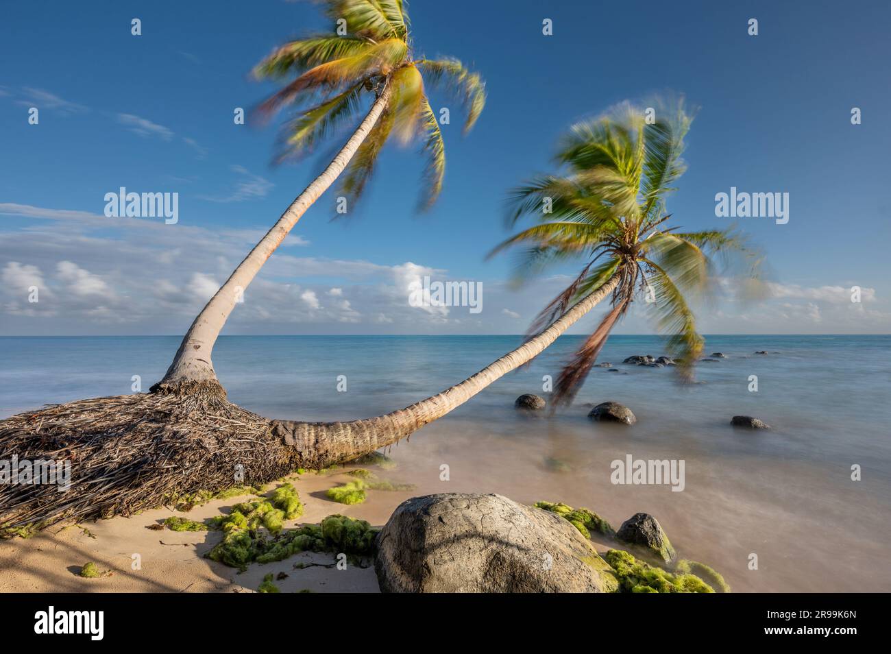Tropischer natürlicher Strand im karibischen Hintergrund mit blauem Himmel Stockfoto