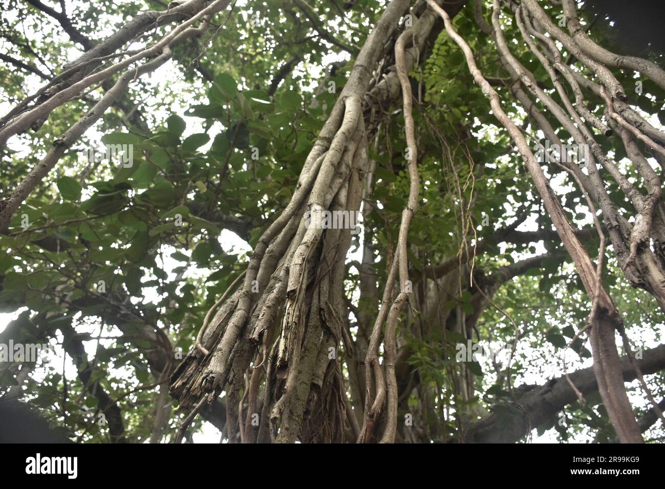 Ein Korb ist von einem großen banyan-Baum gefallen Stockfoto