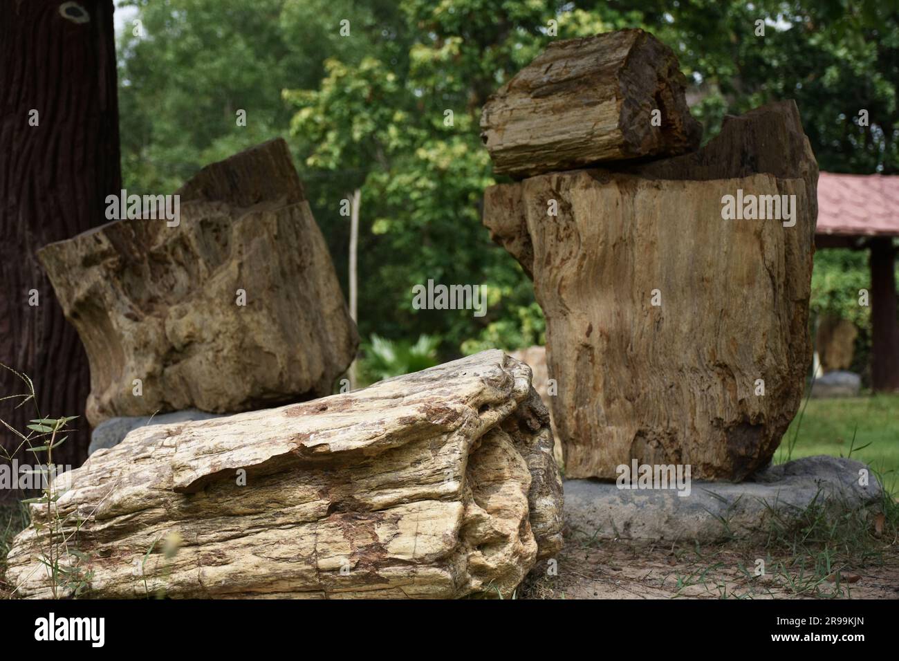 Fossilien von Millionen Jahre alten Bäumen, die jetzt die Form von Stein angenommen haben Stockfoto