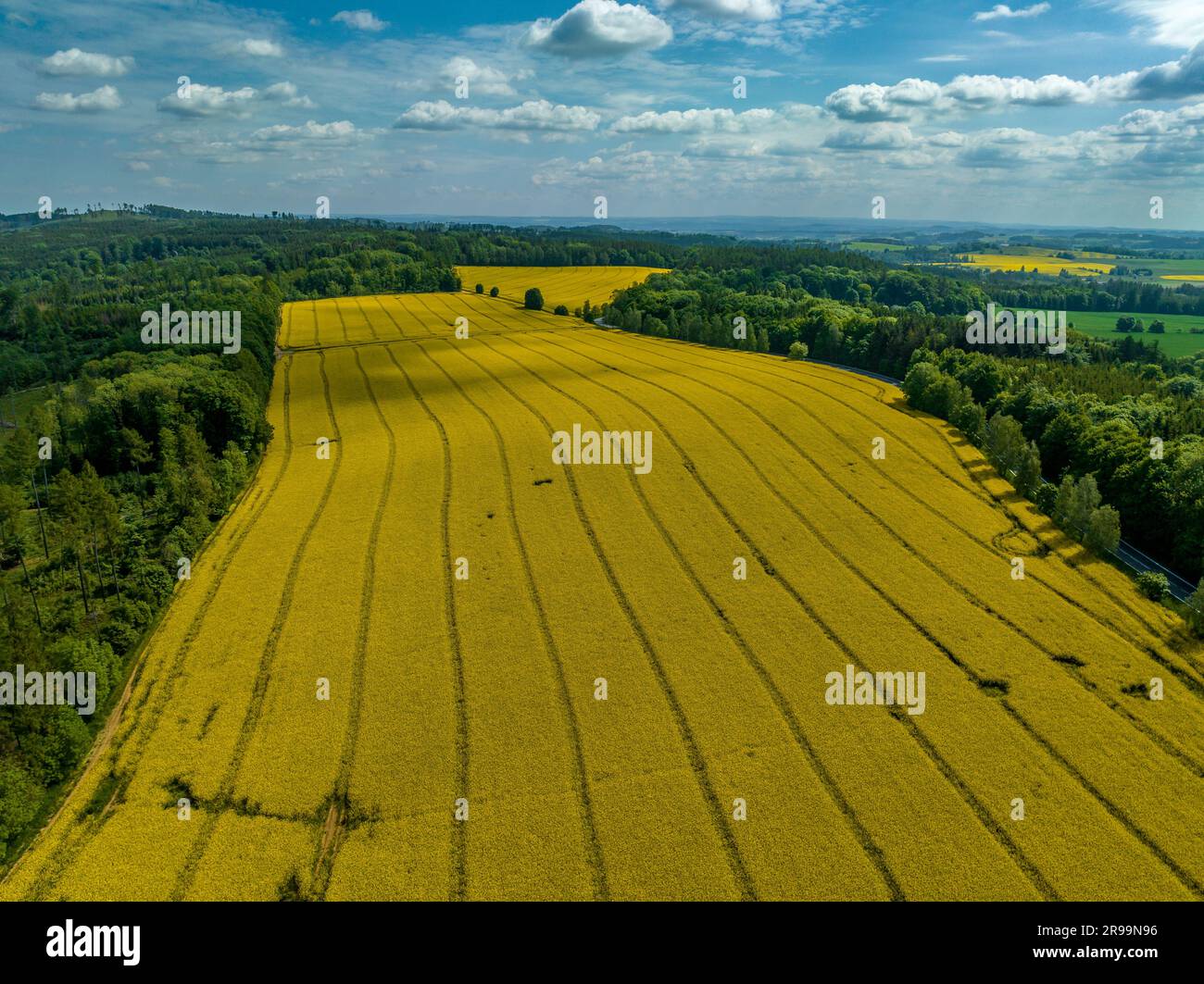 Luftaufnahme paralleler Linien, die in die gelbe Feldfrucht von Raps gezeichnet werden Stockfoto