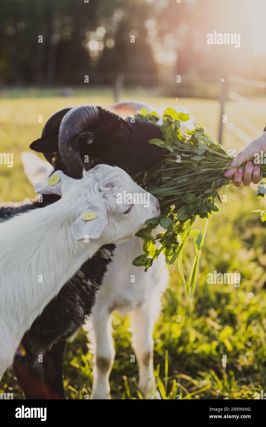 Frauenhand füttert Grünklee an weiße Schafe und Schwarzhornziege in grünem Gras bei warmem Sommerlicht bei Sonnenuntergang. Stockfoto
