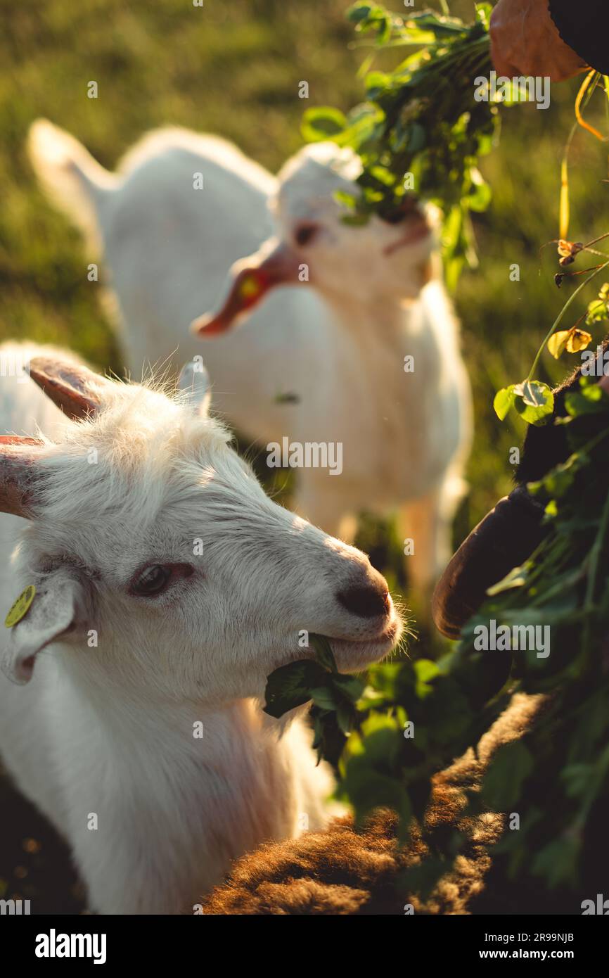 Weiße Ziege, die grünes Gras isst und ein Klee, das ihr der Besitzer im Licht eines warmen Sommeruntergangs gab. Schließen. Stockfoto
