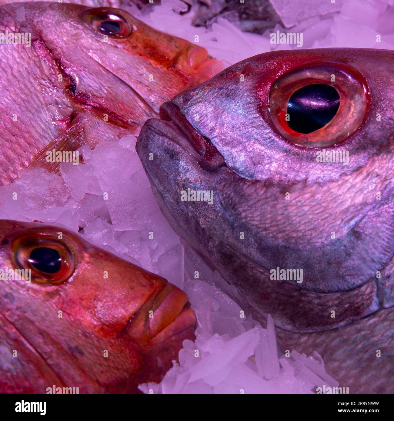 Fisch auf Eis in einem spanischen Lebensmittelmarkt Stockfoto