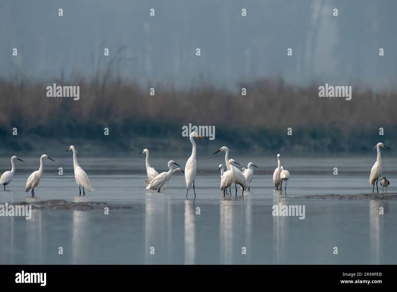 Little Ereet (Egretta garzetta) und Great Egret (Ardea alba) beobachtet in Gajoldabal in Westbengalen, Indien Stockfoto