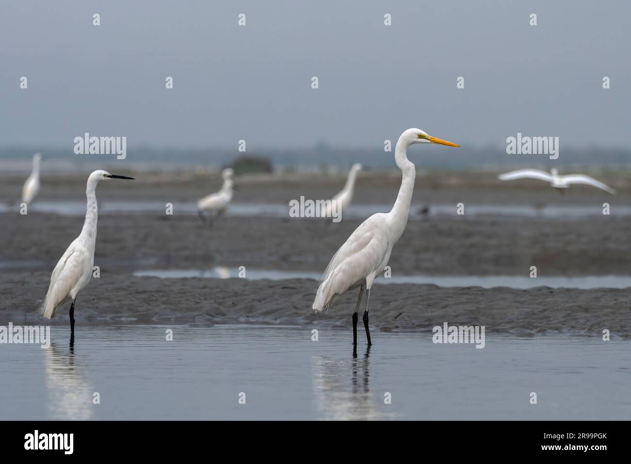 Little Ereet (Egretta garzetta) und Great Egret (Ardea alba) beobachtet in Gajoldabal in Westbengalen, Indien Stockfoto