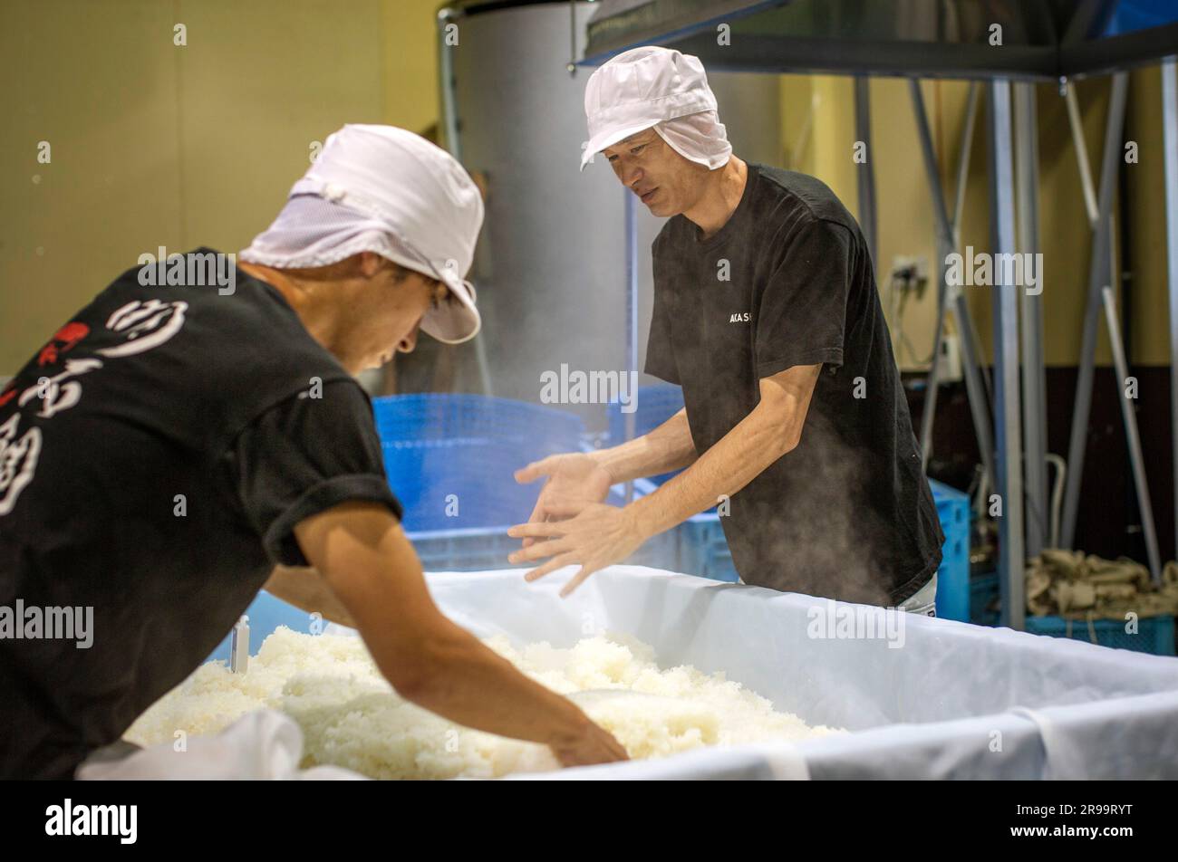 Reiskörner werden gesiebt und für die Herstellung von japanischem Sake in der Akashi Sake Brauerei, Präfektur Hyogo, Japan, vorbereitet Stockfoto