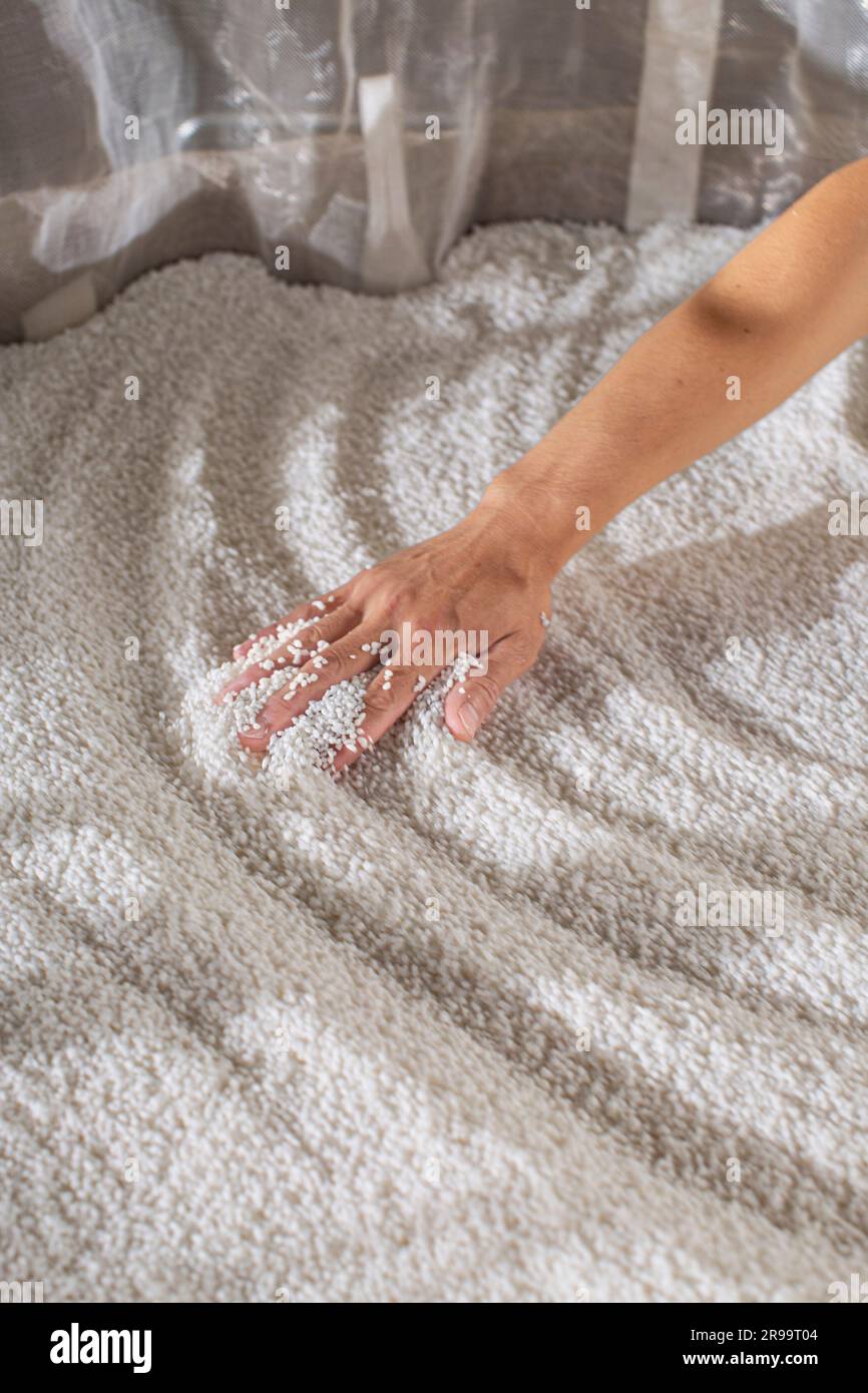 Japanischer Sake: Hände mit Reiskörnern zur Herstellung von japanischem Sake. Präfektur Hyogo, Japan Stockfoto