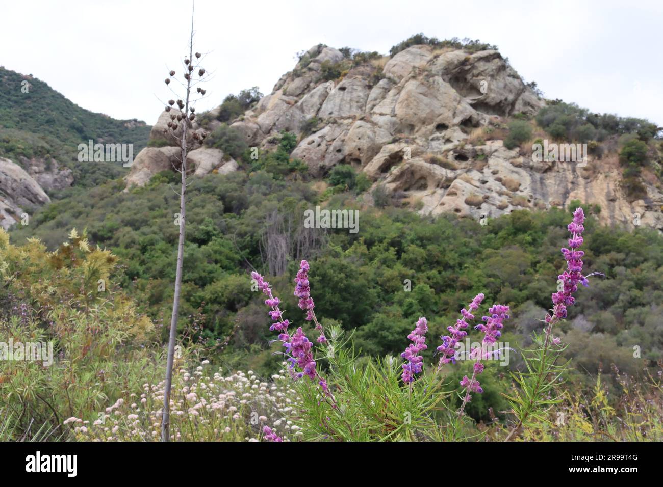 Wollly Bluecurls, Trichostema Lanatum, ein einheimischer Stauden, der im Frühling in den Santa Monica Mountains Zyme-Blüten zeigt. Stockfoto