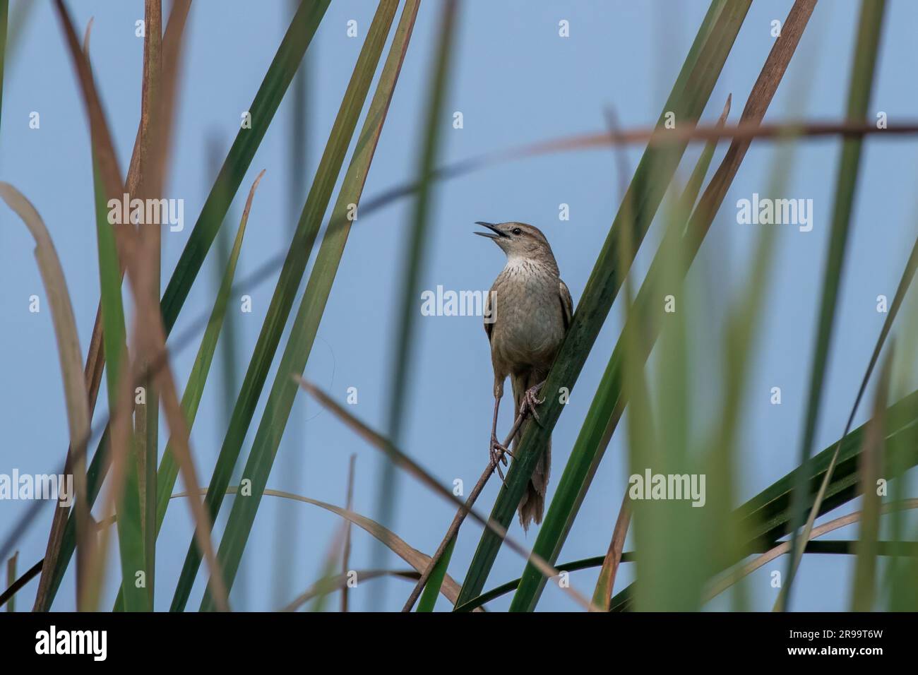 Gestrimmter Grasvogel (Megalurus palustris), eine aus der alten Welt stammende Warbler-Art, beobachtet in Gajoldaba in Westbengalen, Indien Stockfoto
