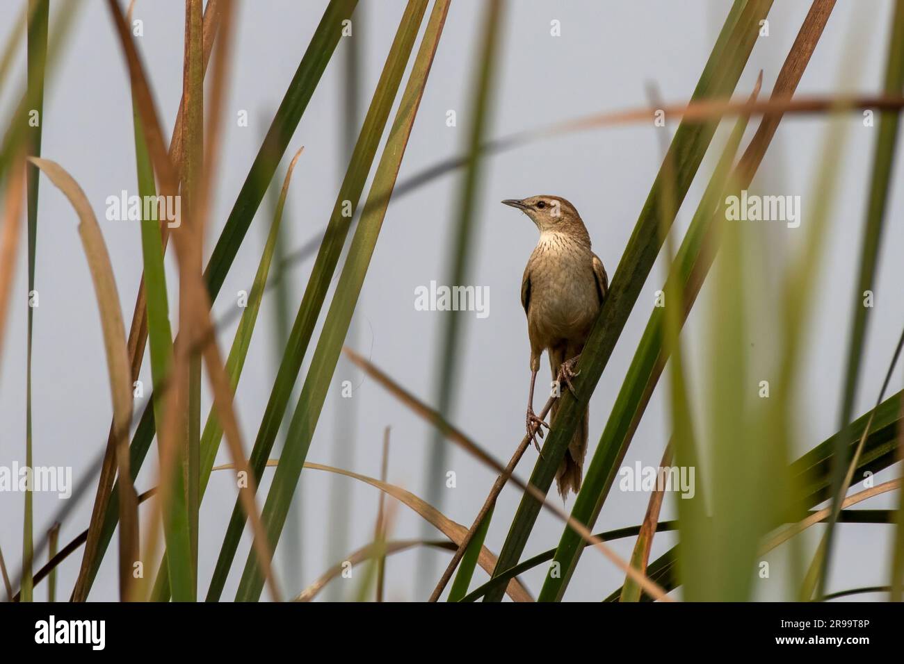 Gestrimmter Grasvogel (Megalurus palustris), eine aus der alten Welt stammende Warbler-Art, beobachtet in Gajoldaba in Westbengalen, Indien Stockfoto